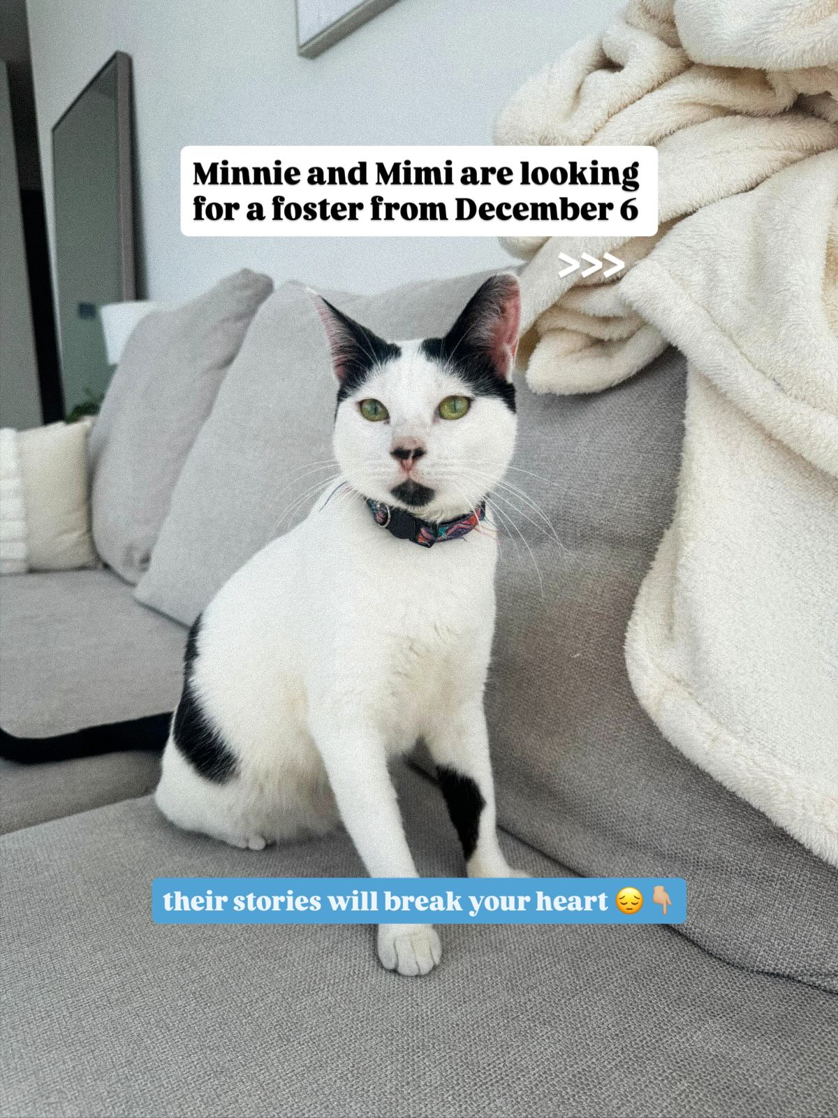 ‼️ Our two survivors, Minnie and Mimi, need a foster in the UAE from December 6 🩵
✅️ Vet Checked
✅️ Females - Dewormed
✅️ Vaccinated
✅️ Neutered & Microchipped
✅️ Cat-friendly
✅️ Mimi’s Est DOB - June 2020
✅️ Minnie’s Est DOB - July 2023
After surviving severe burns that left her fighting for her life, Minnie (black and white) made a full recovery and is now ready to live a long and happy life!
Her bestie, Mimi, was rescued with her 6 newborn babies from a trash pile in an underground basement parking. They were all rescued and homed in pairs. Mimi stayed with her rescuer. She’s a bundle of joy! She’s playful, lively, and loves to chase her feline friends around the house. But she also loves cuddling with her humans!
Both cats are very quiet and love to play!
📍 Dubai, UAE
DM us if you’re the right person to foster these babies! 🐾