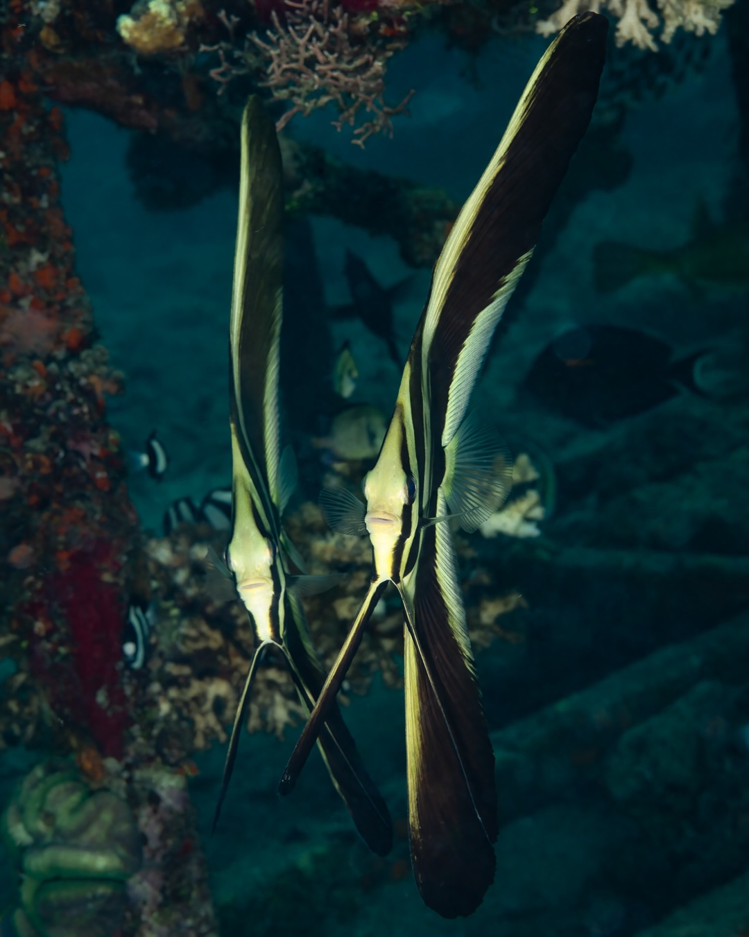 ๐ชธ ๐๐ซ๐๐๐ ๐ข๐ง ๐ญ๐ก๐ ๐๐ฅ๐ฎ๐ โ ๐๐ก๐ ๐๐จ๐ง๐ ๐๐ข๐ง ๐๐ฉ๐๐๐๐๐ข๐ฌ๐ก
One of our favourite spots here in Havannah Harbour, โSpot Xโ, is full of surprises โ and none more elegant than the resident group of Longfin Spadefish (Platax teira). Aka batfish.
These beautiful fish move effortlessly around a large metal frame in the shallows, watching them circle and drift together is memorable โ and when they get tired of the metal frame they will hang under the surface on a rope or the bow of boat โ it is a reminder that sometimes the best encounters happen right on your doorstep.
All these images were captured on our house reef using a macro lens to create more intimate portraits.
๐ธ John Warmington
๐๐๐๐ง ๐ญ๐จ ๐๐ข๐ฏ๐ ๐๐ง๐ ๐๐ข๐ง๐ ๐ง๐๐ฐ ๐๐ซ๐ข๐ญ๐ญ๐๐ซ๐ฌ?
Message or visit our webpage for more details at:
๐ฌ๐ฌ๐ฌ.๐๐ง๐๐ฉ๐ฉ๐๐ง๐จ๐ฅ๐ค๐ฉ๐ฉ๐๐ง.๐๐ค๐ข
Why not relax and spend a few days away โ dive and stay at Karma Waters Villa
๐ต๐๐๐ฝ๐://๐๐๐.๐ฎ๐ถ๐ฟ๐ฏ๐ป๐ฏ.๐ฐ๐ผ๐บ/๐ฟ๐ผ๐ผ๐บ๐/๐ญ๐ฏ๐ด๐ฏ๐ฑ๐ด๐ฏ๐ต๐ฑ๐ญ๐ท๐ท๐ฒ๐ณ๐ณ๐ญ๐ต
#UnderwaterPhotography #batfish #VanuatuMoments #DiveVanuatu #KarmaWatersVanuatu
dive slow philosophy, underwater observation skills, critter finding tips, mindful diving vanuatu, reef ecology education, small reef species, underwater naturalist insights