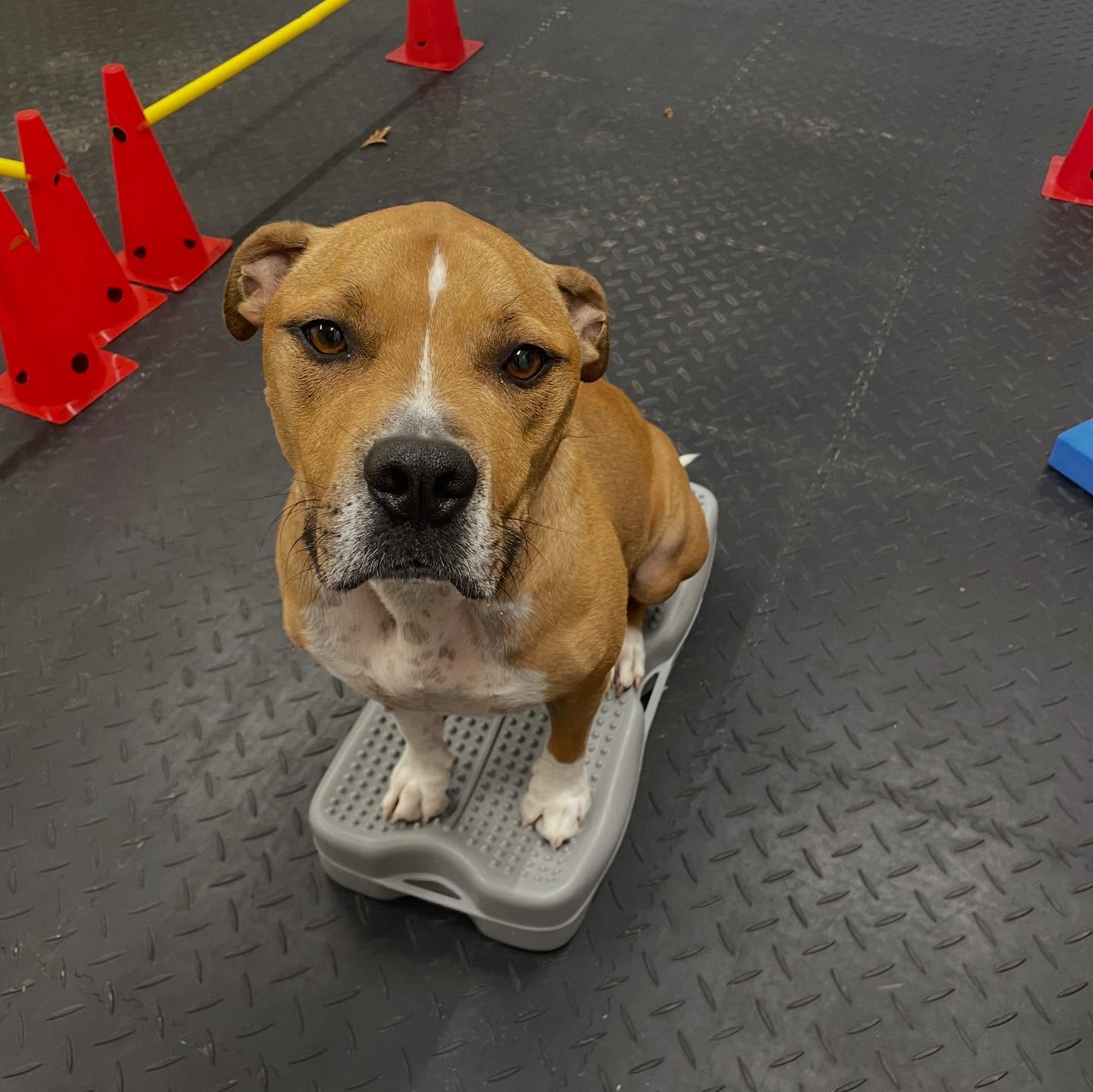Handsome boy Bailey showing off his skills 🐾
Bailey was referred to us following his TPLO surgery with @mooresortho . Since then, Bailey has done amazingly well and now has top-up sessions to iron out any muscular tension and keep OA at bay!
Bailey is a sensitive boy, but with time has really built his confidence in the home therapies. Well done Bailey! 🐾