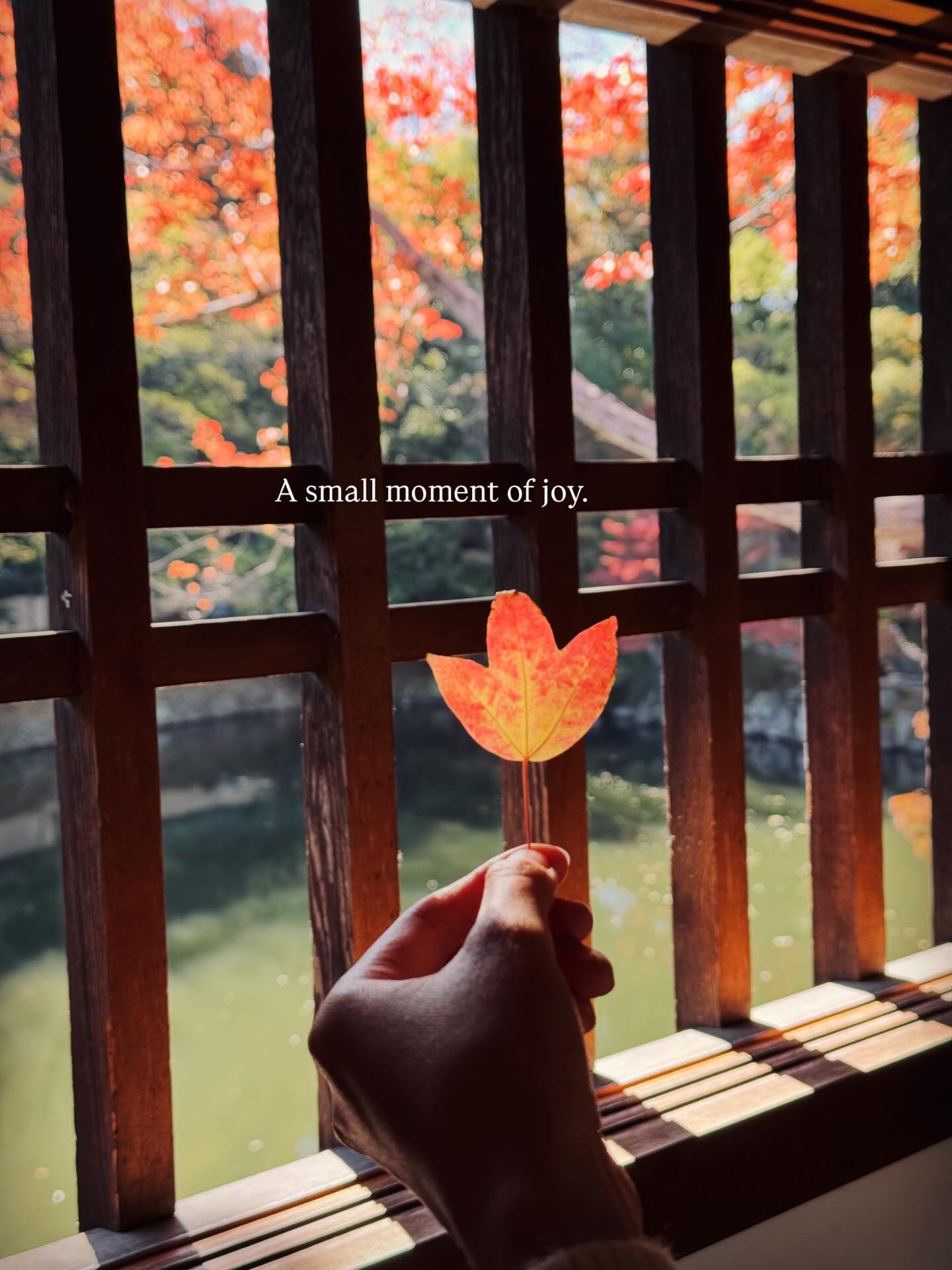 Re-entering the scene of autumn in a place where my heart sings 🍂
#autmn #nature #beauty #photography #easternart #art #creativity #wellbeing #innerwellness #selfcare #healing #japan #aesthetics