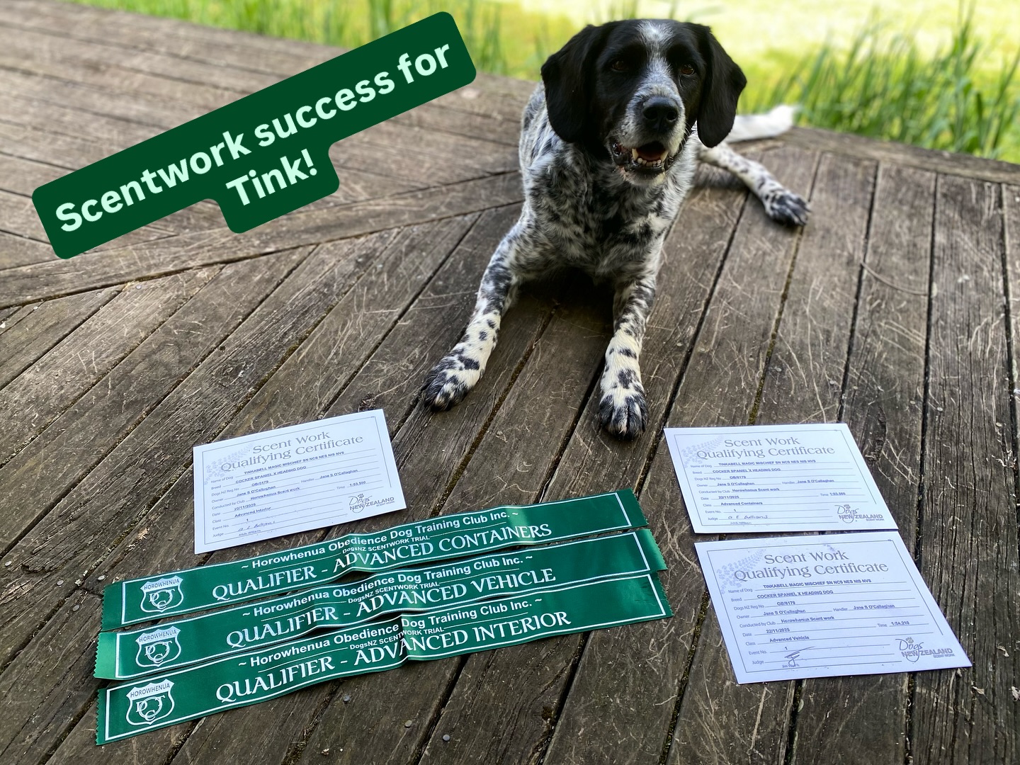 Yesterday Tink & I did a wee bit of Scentwork in Levin at the Horowhenua Dogs NZ trial.
Tink did well with 3 out of 4 of her Advanced searches. Nailing her Containers, Interior & Vehicle searches and just missing one of the 2 hides in a hard Exterior search in super hot conditions.
Super proud of this lass who just started new medication for pain on Friday, so great that she was able to search well, though I think she was super tired on the last exterior search.
Not bad for this 9 year old girlie! 💖💖