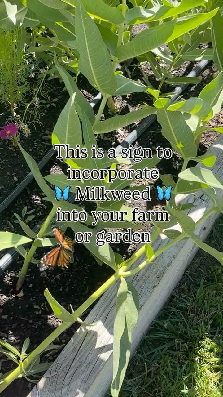 🌿Monarch butterflies rely on milkweed as the only plant they lay their eggs and where caterpillars can feed. We let it grow right alongside our crops because if the monarchs are thriving, the land is thriving too.
It’s been exciting watching the entire transformation process happen right in the middle of our crops! 🌸
-
#bringbackthemonarch #monarchbutterfly #milkweed #knowyourfarmer #regeneritiveagriculture #regenerativefarming #marketgarden #localfarms #farmher #supportlocal #utahfarms
