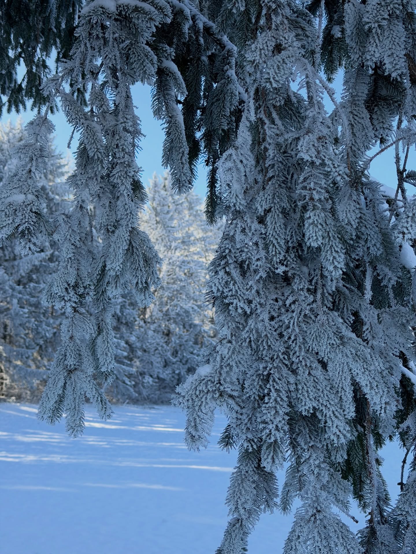 Ici, pas de files d’attente, pas de pistes surpeuplées, pas de frissons artificiels. Juste l’essentiel : une nature sauvage, des paysages à l’état brut, et ce silence qui parle aux cœurs d’aventuriers.
Pas de remontées mécaniques, mais des combes et crêtes à gravir à son rythme.
Pas de traçages balisés qui rappellent une autoroute, mais des sentiers qui mènent où l’envie vous porte.
Pas de sensations fortes… si ce n’est celle de se sentir enfin libre.
Le @pnrdoubshorloger et destination @payshorloger , c’est cette rareté : un territoire qui n’a pas sacrifié son âme au tourisme de masse. Un paradis pour ceux qui cherchent l’authenticité, l’espace, et cette magie discrète qui change avec les saisons.
🌲 L’hiver ? Une neige immaculée, des forêts qui craquent sous les pas, des lacs gelés comme des miroirs.
🌿 Le reste de l’année ? Des pâturages à perte de vue, des rivières qui chantent, et toujours cette sensation d’être chez soi, même quand on découvre l’endroit pour la première fois.
Alors, prêts à venir respirer l’air pur… et à tomber amoureux ?
#neige #naturesauvage #parcnaturelrégional #slowtourisme #montagnesdujura #chambredhotes #paysagesenneigés #montagnesdujura