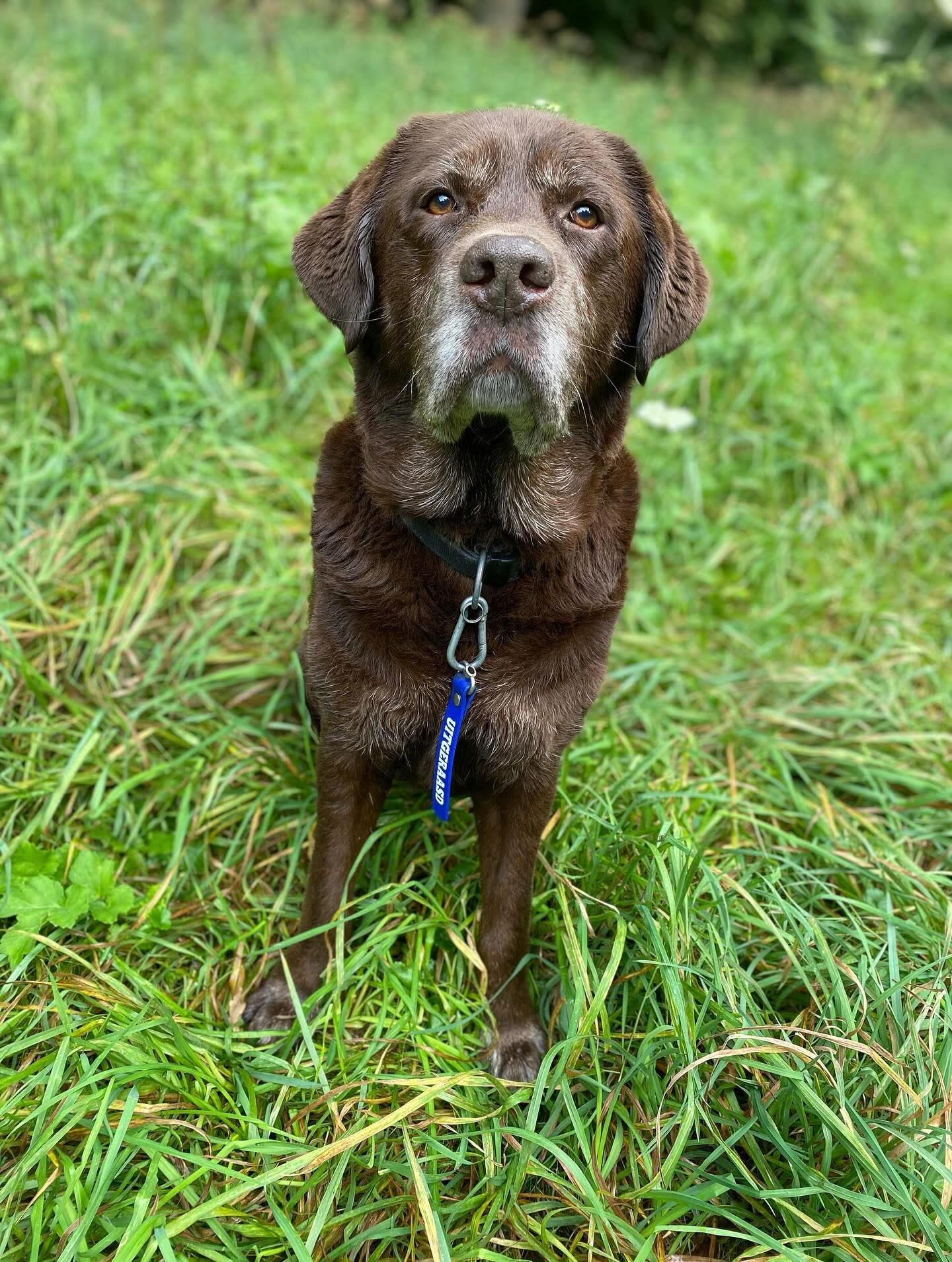 ๐ซ gisteren kregen wij het verdrietige bericht dat uitrazen Bink er niet meer is. Bink was al heel wat jaar lid van uitgeraasd en wij gaan hem allemaal vreselijk missen op de donderdag ochtend late rond โฆ. Dag lieve Bink, vandaag wandel jij in onze gedachten met ons mee โค๏ธ!
Heel veel sterkte voor de baasjes en wie hem lief had! ๐
#Bink #uitgeraasd