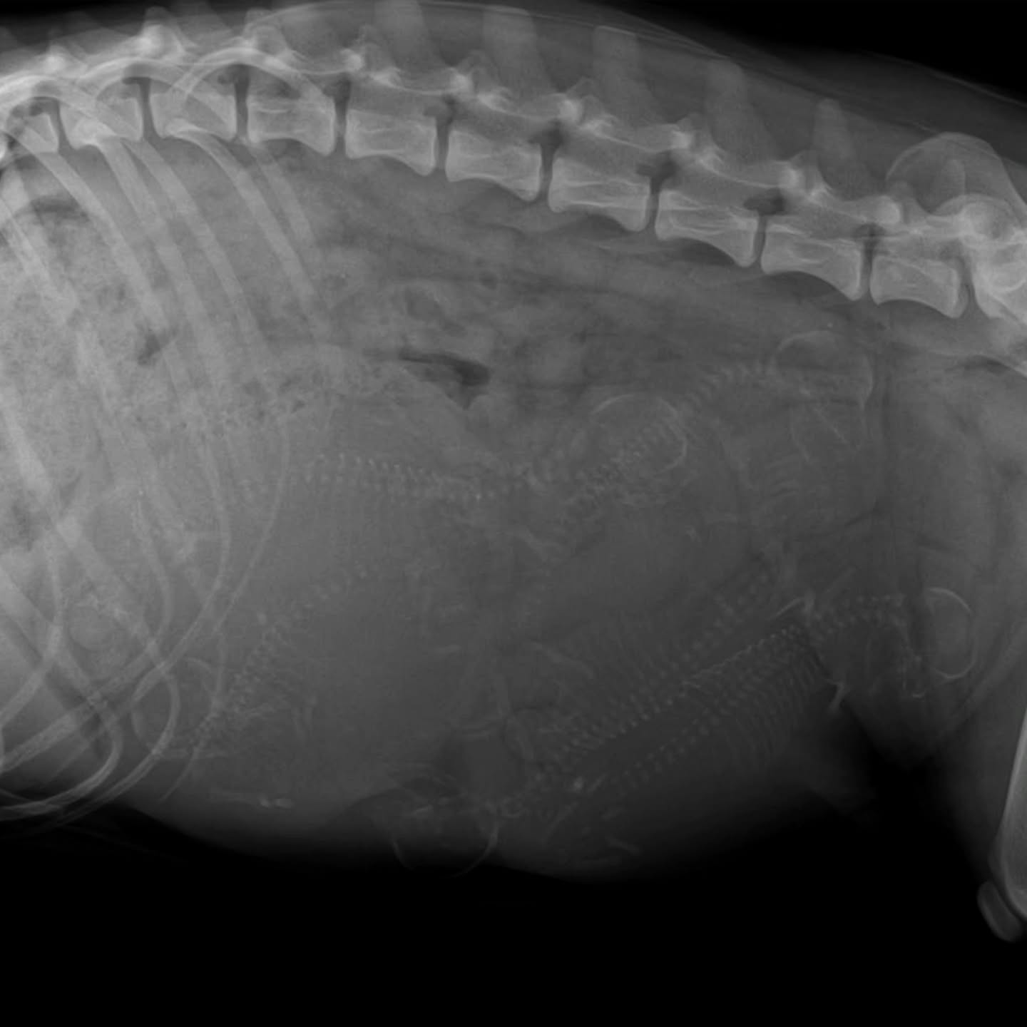 Headcount day! Found some extra skeletons inside of Kaguya, looking like up to 6 little yams coming soon. We are very excited to meet them!
Applications for this litter are available on our website!