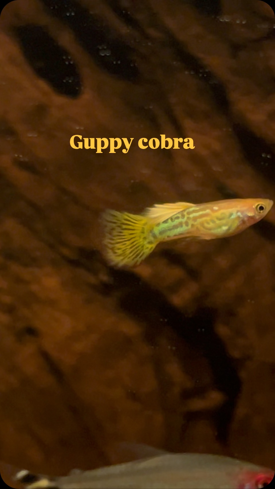 Guppy Blonde Yellow Cobra uno de mis peces favoritos #pezguppy #pecesdeacuario #guppy #mascotas #animales