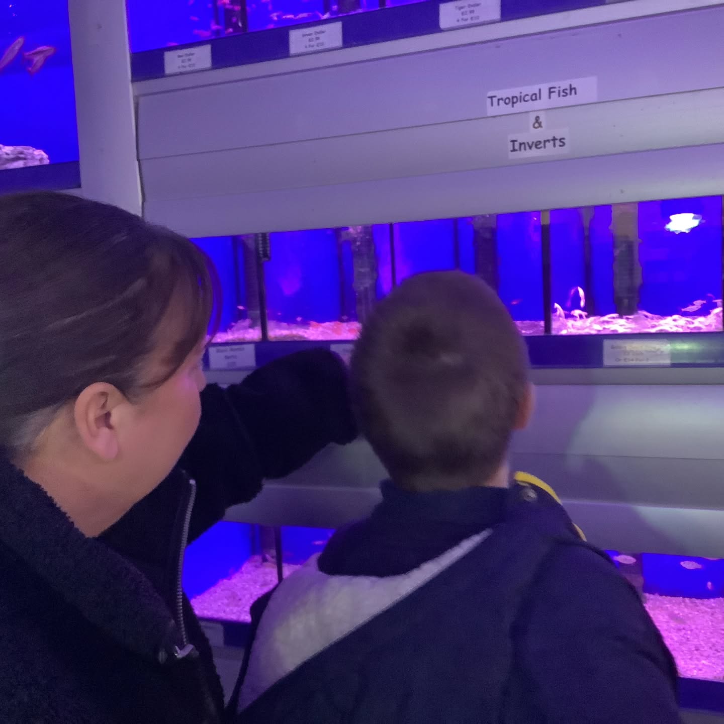 ✨ Today felt like stepping into a mini animal kingdom!
Class 2 watched fish tanks being scrubbed until they sparkled 🐠, saw bearded dragons crunching on live crickets (yes, really! 🦎🦗), and noticed how birds light up when they’re surrounded by friends 🐦💛.
And somewhere along the way, we discovered that shops filled with animals have their own… unique aroma 😂.
It was messy, noisy, a little smelly — but full of wonder. 🐾
#AnimalAdventures #PetShopChronicles #CuriousExplorers