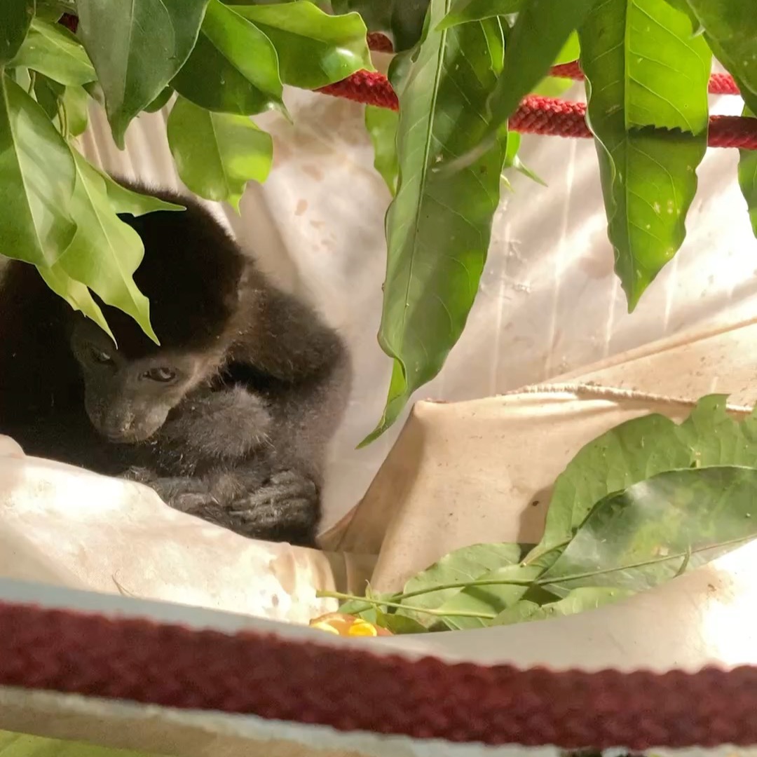 Introducing a 2 y/o Howler Monkey whom we named Elda - sister of Melikki and goddess of peace, stillness, and calm in the forest.
On Nov 21, she was confiscated by the DOW of Panama from an illegal trafficking situation and delivered to us. Dehydrated, malnourished, and with respiratory problems, every day is a fight for her survival.
Melikkis is a fully licensed rescue and rehabilitation center that works under direct supervision of Primate specialists and Veterniarians. Stay tuned for her progress.
Primates are wild animals NOT pets.
https://www.melikkis.org (link in bio)
#Morrillo #AdventureTraveler #AdventurePanama #PanamaCulture #PanamaLife #PanamaWildlife #Capuchin #World_Animal_Protection
#PanamaWildlifeConservation @ProyectoPrimatesPanama @Aspvoice
#RegenerativeTravel #RegenerativeTourism #TravelBetter
#SustainableTravels #EcoTourGuide #SurfingLife #Regenerate
#AdventureTravelers #AdventureTraveller #AdventureTraveling
#AdventureTravelFamily #AdventureTravelFamily #FamilyTravelAdventures #FamilyTravelAdventure #AdventurePanama