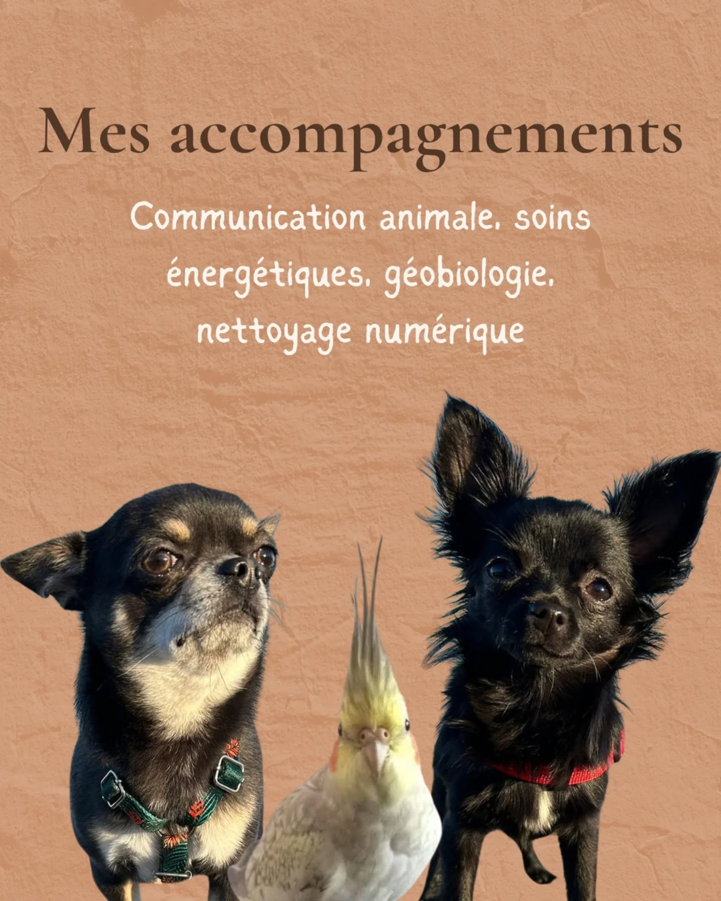 Chaque animal, chaque humain, chaque lieu porte une histoire et une énergie qui, parfois, se déséquilibre.
C’est à ce moment-là que l’on me contacte : quand quelque chose se dit autrement, quand un message cherche à remonter à la surface.
Je travaille à distance, dans une approche intuitive et enracinée.
Mon rôle n’est pas de “corriger” ou de “changer” l’animal, l’humain ou le lieu, mais d’écouter ce qui se vit, de sentir ce qui bloque, et de ramener de la clarté là où le lien s’est fragilisé.
Communication animale
Pour comprendre ce que ton animal traverse, ce qu’il ressent, ce qu’il essaie de dire.
Une rencontre entre toi et lui, à travers mes ressentis.
Soin énergétique (humain ou animal)
Pour remettre du mouvement, libérer les tensions, rééquilibrer le corps, les émotions et l’énergie.
Un moment pour souffler, pour revenir à soi.
Géobiologie
Parce que les lieux aussi parlent.
J’harmonise ton espace de vie pour apaiser ce qui perturbe et redonner au foyer sa douceur naturelle.
Nettoyage énergétique numérique
Ton espace digital est une extension de toi.
On le nettoie, on l’éclaire, on le réaligne pour qu’il te ressemble à nouveau.
Chaque séance est unique, et mon intention est toujours la même : créer un espace où chacun (humain, animal, lieu ou espace numérique) peut retrouver sa place, sa voix, sa paix.
Si tu sens qu’un message cherche à se dire, que quelque chose appelle à être entendu, tu peux me contacter ou réserver ta séance directement sur le site