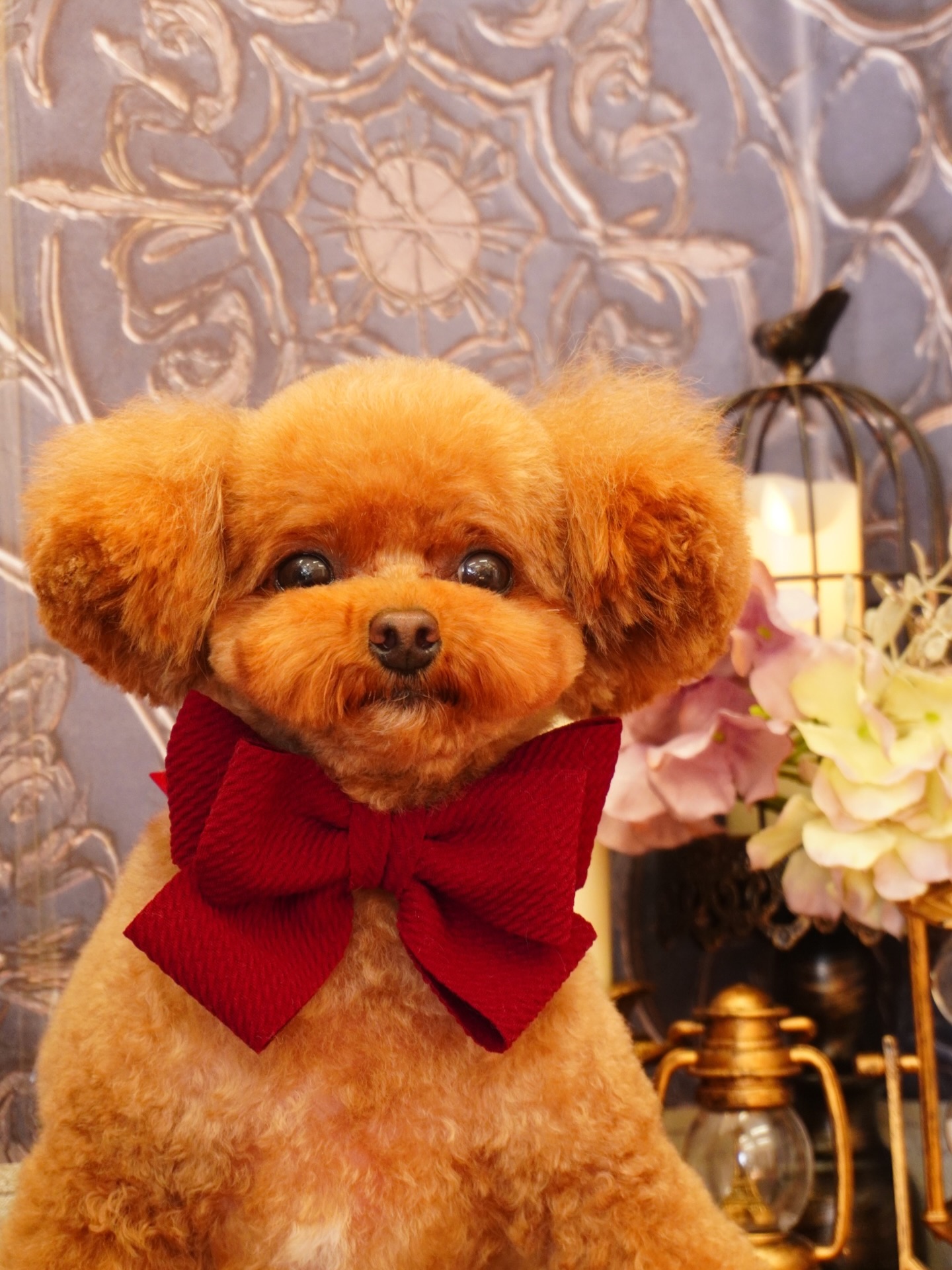 🐾
らんちゃん💕
. . 𖥧 𖥧 𖧧 ˒˒. . 𖡼.𖤣𖥧 ⠜ . . 𖥧 𖥧 𖧧 ˒˒. . 𖡼.𖤣𖥧 ⠜ . . 𖥧 𖥧 𖧧 ˒˒. . 𖡼.𖤣𖥧 ⠜
トリミングサロン あやとり
愛知県春日井市勝川町4-176 CASA21 1-A
☎︎ 0568-44-2603
OPEN 9:00~18:00
CLOSE 水曜日、第1・3木曜日
#トリミングサロンあやとり#あやとり#春日井市#春日井#勝川駅#春日井トリミング#春日井トリミングサロン#名古屋市#名古屋#名古屋トリミング#名古屋トリミングサロン#トリミング#トリミングサロン#ドッグサロン#グルーミング#犬#トリマー#プードル#トイプードル#タイニープードル