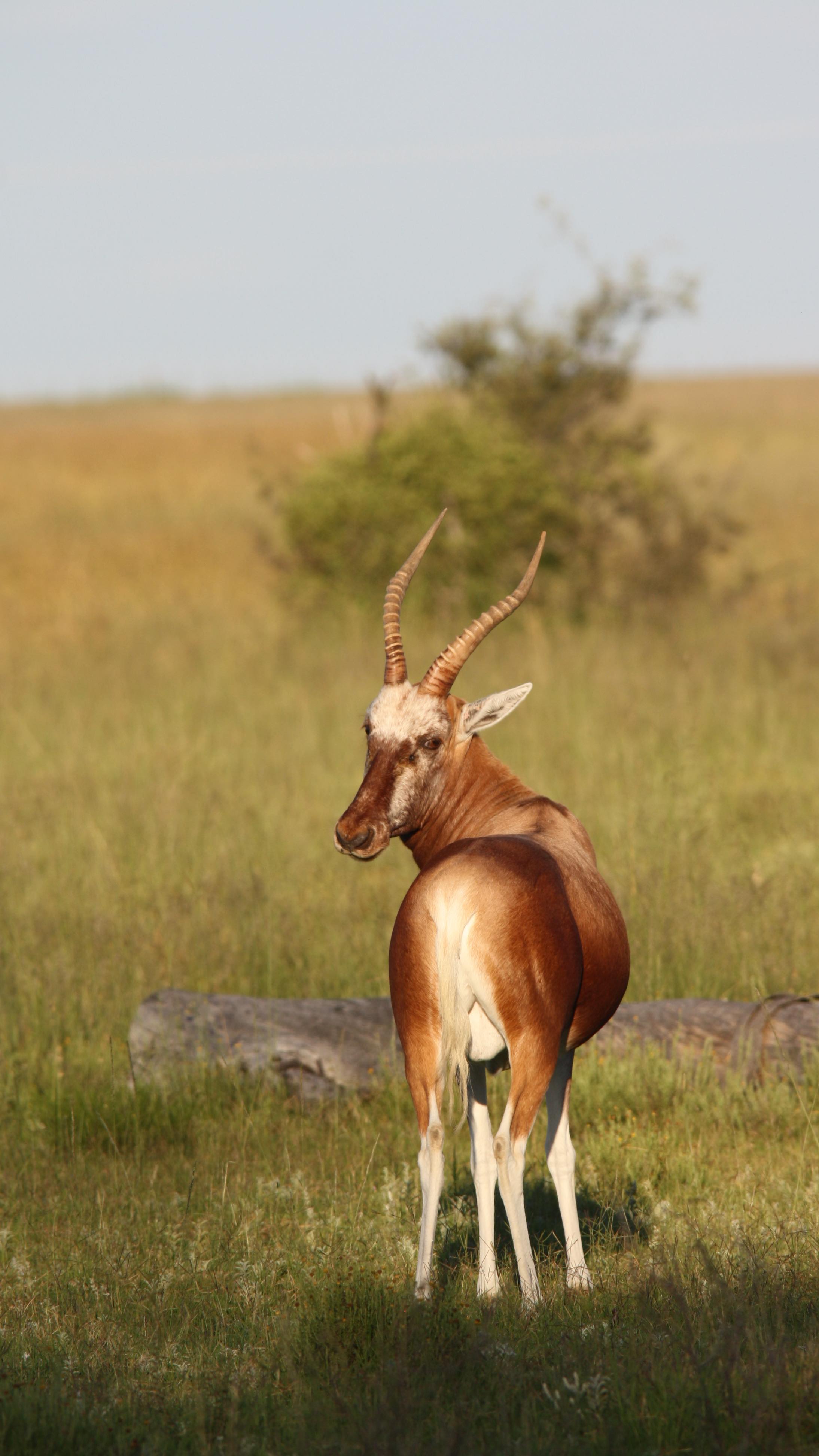 Where wellness meets wild 🐾
15–20 February 2026
Yoga, wildlife, nourishing food & Africa at its most raw and beautiful.
Limited spaces available 🤎
#wildliferetreat
#yogasafari
#southafrican
#travelshorts