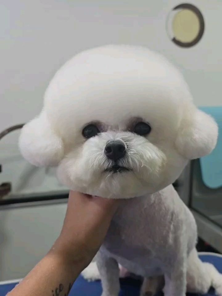 “Too cute to handle after our grooming!”
-
-
-
-
-
-
-
#PetsMan #petmobilegrooming #doortodoorservice🚗🏡 petlovers petgrooming petslove petsgroomer petsgroomingPetsMan 🛁🐶🐱
📍Service Area : KL / KLANG VALLEY AREA
Feel free to DM us for more info !
WhatsApp us for appointment 0175233811 ☎️