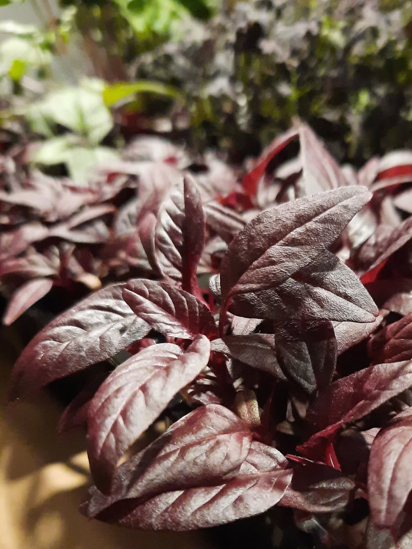 Your best choice in microgreens 🌱
Dirt Free Microgreens 🌱
Athens Gourmet Leaves 🇬🇷 Greek Microgreens 🇬🇷 Packed and delivered as fresh as it gets all over Greece🌱
Eat your greens 🌱
#supportlocal
#athensgourmetleaves #microgreensgreece #microgreens #gourmetcooking mediterraneancuisine greekrestaurants athensrestaurants greekchefs dirtfreemicrogreens gourmetcooking gourmet eatyourgreens microgreen artdelatable🍽 urbanfarming greekmicrogreens
verticalfarming madeingreece producedingreece chefstalk gastrobar culinaryarts culinary garnish chefsofinstagram cheflife happychef artonplate artonaplate7
Photo credit: Yiannis Giassemis