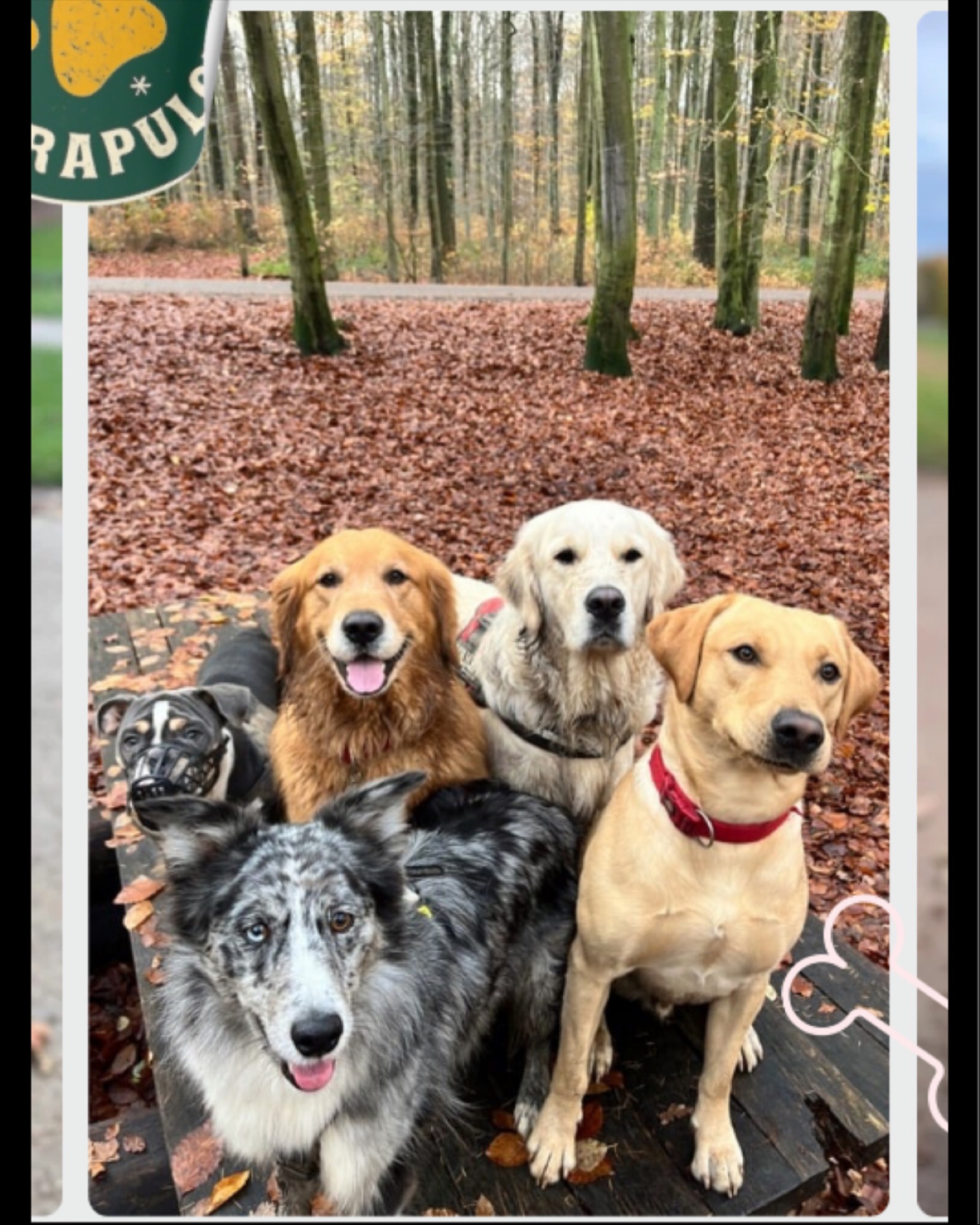 Une vraie bande de copains à quatre pattes, toujours partants pour l’aventure ! 🐾✨
Dans les bois, ils retrouvent leur terrain de jeu préféré : ils filent à toute vitesse entre les arbres, reniflent mille odeurs mystérieuses, se roulent joyeusement dans les feuilles… et dénichent les plus beaux bâtons du monde (selon eux, évidemment 😉).
Chaque balade est un festival de liberté, de découvertes et de fous rires canins.
Et devine quoi ? Ils aimeraient vraiment partager ces moments magiques avec de nouveaux copains ! 🌿💛
Alors… qui vient se joindre @crapuloussclub ?
#ixelles #uccle #woluwesaintpierre #woluwesaintlambert #etterbeek #forest #brussels #petsitting #petsittingservices #bruxelles🇧🇪 #labrador #golden_retriever #oldenglish #bordercolliemix #bordercollie #dogsitting