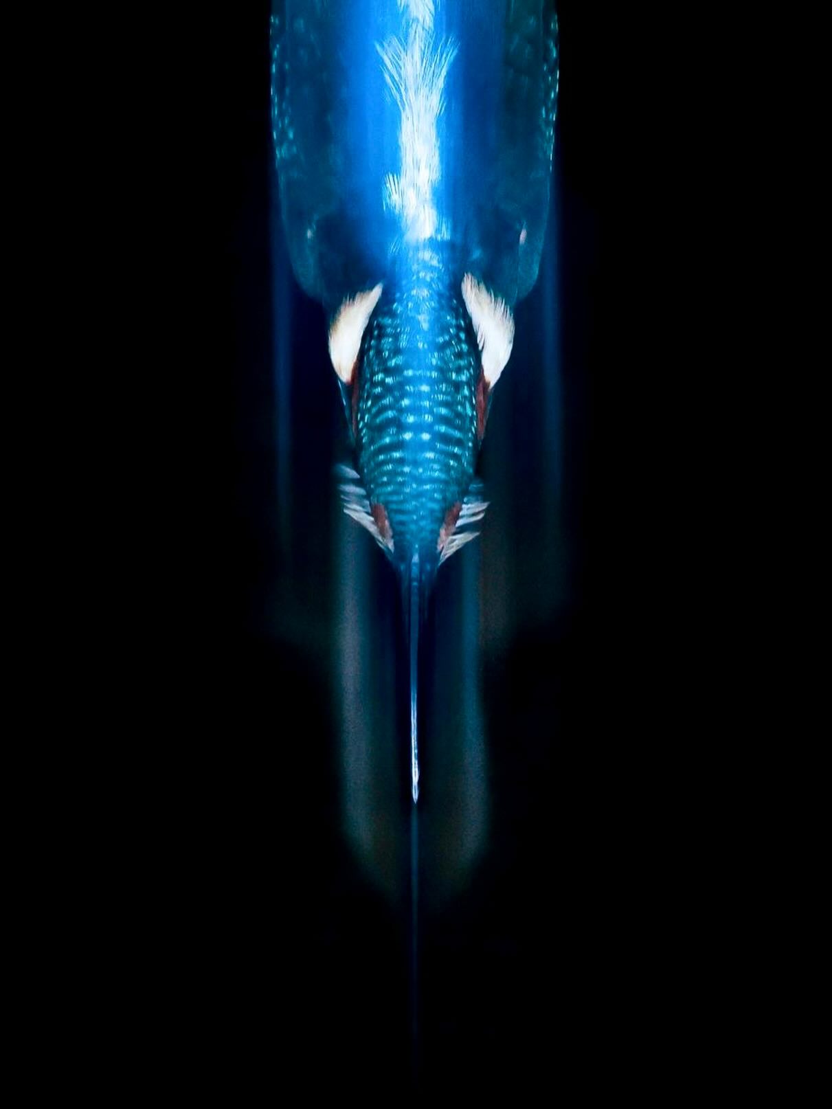 Photographing the kingfisherās dive is equal parts patience, prediction, and a bit of luck.
I wanted a frame that showed everything I love about this bird the electric flash of colour, the needle-sharp accuracy of its beak, and the sheer speed that makes them unreal to watch.
To get it, I set up two flashes aimed beneath its favourite perch, dialled in the settings for a dark background and even light. Then came the hard part: watching for the tiny tells that hint a dive is coming. The moment it launched, I fired as the flash hit at the start of the exposure, letting the trailing light capture the movement thatās too fast for the eye to see.
This ended up being my favourite shot of the morning: a little burst of blue fire, frozen and flowing all at once. More tips in my December ENewsletter.