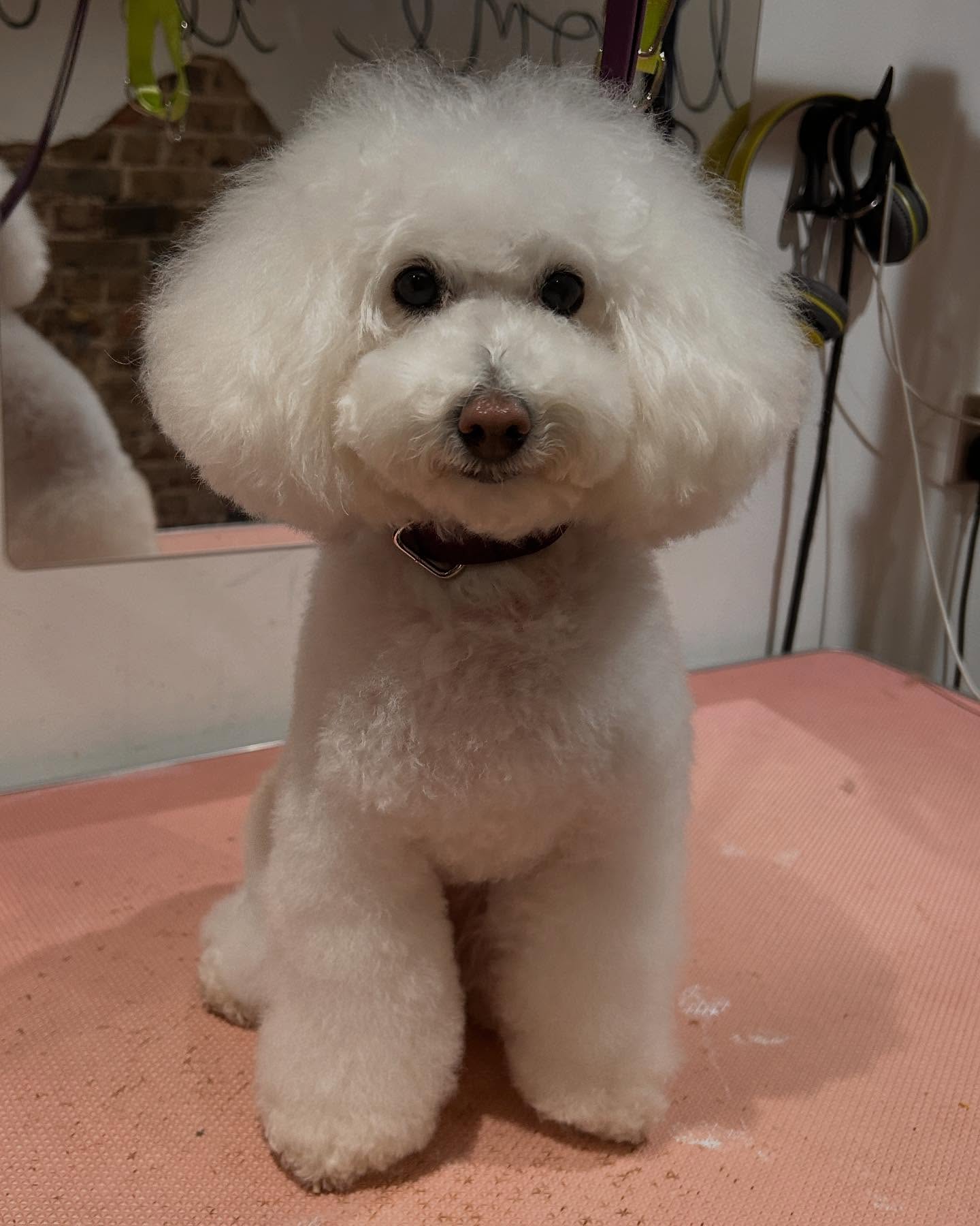 Lovely @elichan_desu came to see me again for her pamper! We’re slowly growing her little bubble booty 🥹☁️
#poodle #toypoodle #asianfusiongrooming #asianfusion #love #socute #woofmans #woofmansdoggrooming #doggroominguk #doggroomers #doggroomingbrighton #brightondogs #brightondogsofinstagram