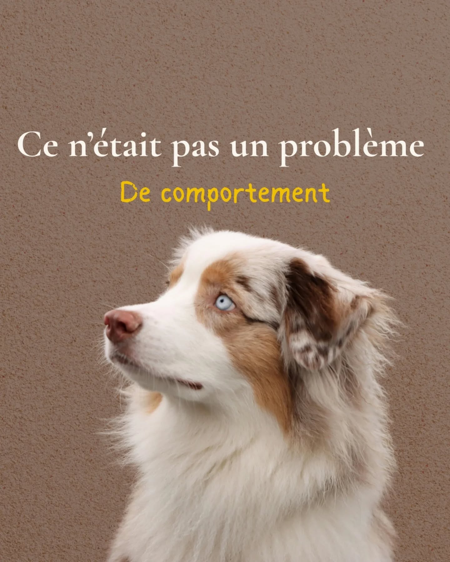 L’histoire de Brigand m’a rappelé à quel point un comportement n’est jamais “gratuit”.
Il y a toujours une cause, un vécu, une mémoire, une peur, quelque chose qui cherche à être entendu.
Pour lui, tout partait d’un simple collier qui faisait mal, d’un bruit violent qu’il avait mal vécu, d’un prénom qu’il ne supportait plus d’entendre.
Rien de “compliqué” à première vue et pourtant, tellement lourd pour lui.
Quand on écoute vraiment, tout s’éclaire.
On comprend le sens, on ajuste l’environnement, on répare ce qui peut l’être, et la relation retrouve sa douceur.
Si ton animal vit quelque chose que tu n’arrives pas à expliquer, si tu sens qu’il réagit “trop fort”, ou que tu n’arrives pas à comprendre son malaise, tu peux m’écrire.
On regardera ensemble ce qui se cache derrière son comportement.