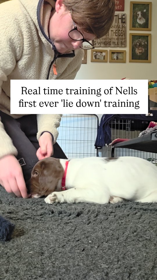First real time full training session of teaching a lie down.
I have put no music so you can see how you don't need any words to start training, words usually only confuse things at this stage unless its a verbal marker/clicker which I'm not currently using.
I reinforce small steps towards the full behaviour, the release of the food acts as a marker of what the correct behaviour was.
When I get the behaviour I give a few to hold the position and then try again to make sure its been understood.
Finally a play session to end the training. The whole session of the lie down was no more than 1 minute, and I will revisit this later tonight to see how well she remembers after her nap.
#puppytraining #dogtraining #englishspringerspanielpuppy #spanielpuppy #ess