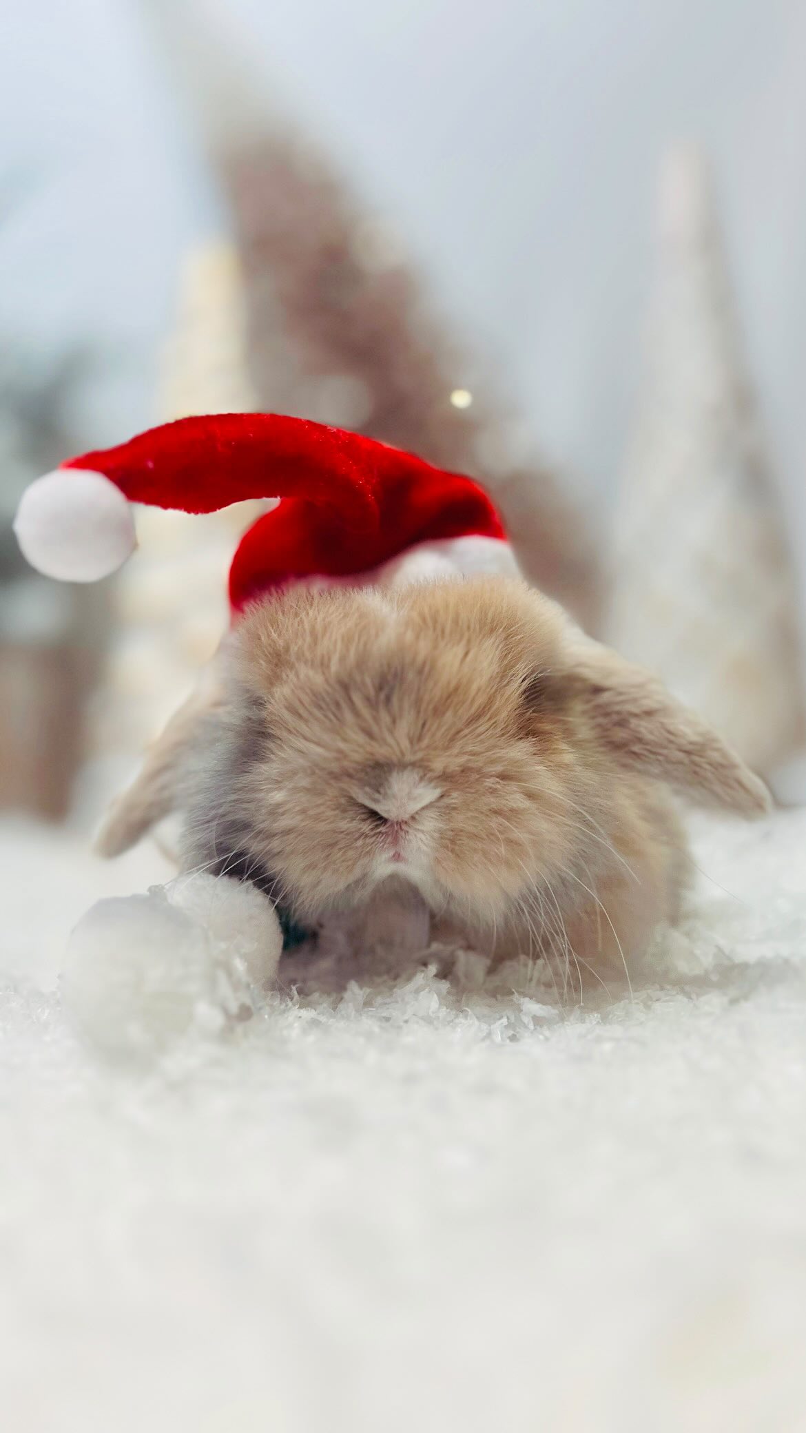 NAUGHTY OR NICE LIST?! 🎅🏼 Adorable six week old Holland Lops.
.
Tap the LIKE button & TAG someone in the comments for a chance to win a $50.00 Starbucks card (BONUS entry if shared to your stories). Happy holidays from us to you! - Giveaway Now Closed
.
For more information about our adoption process or upcoming litters, please visit our rabbitry at www.elginestatesrabbitry.ca
#holidaycheer #christmastime #bunnies