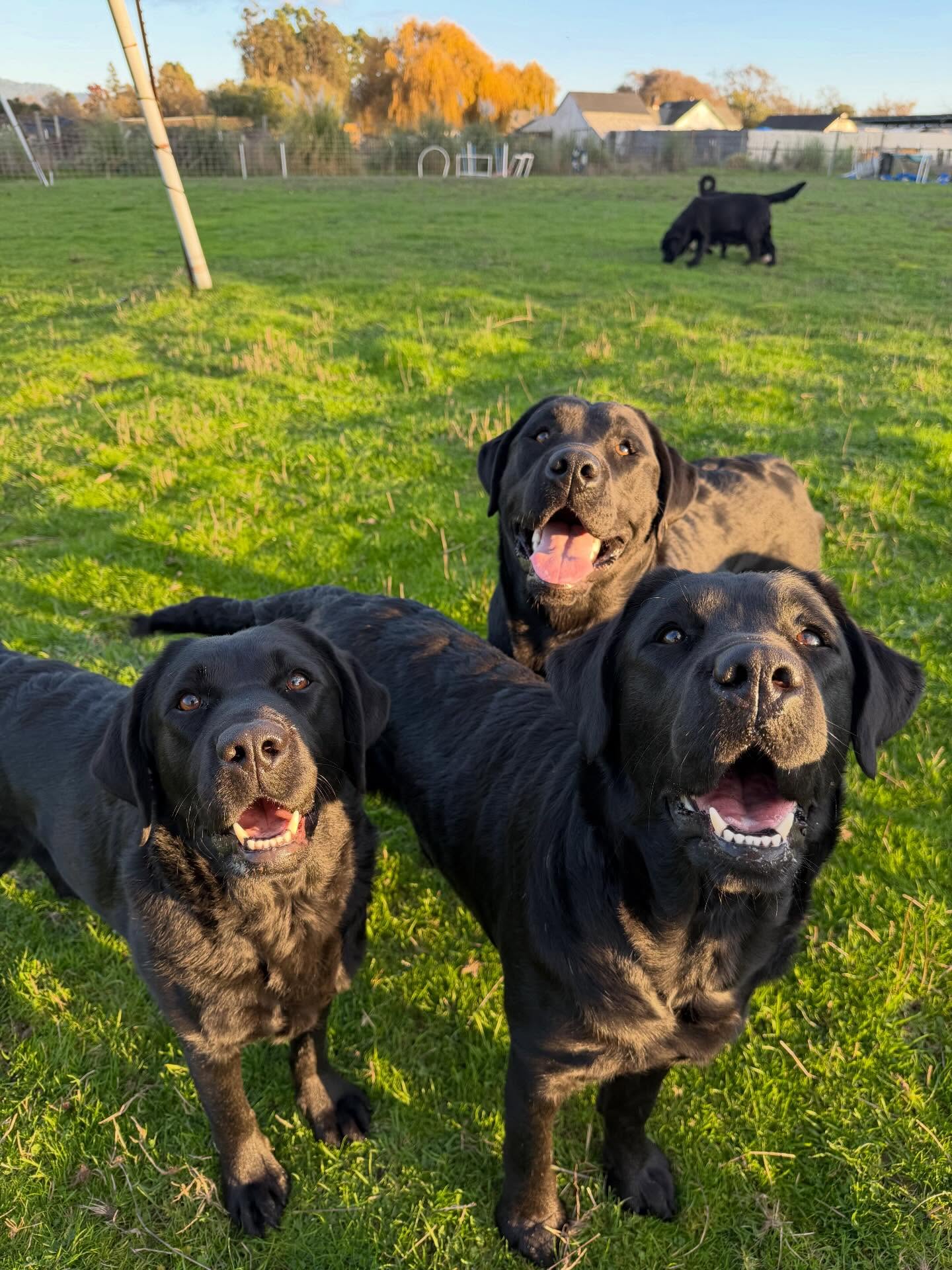 Happy for the sunshine āļø
.
.
.
.
.
.
.
#labrador #blacklab