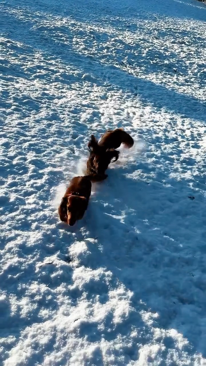 Snowy walk from Wall to Heavenfield with the 🐶🐶🐶 and @shesapeachseo enjoying #trailswithfriends #Northumberland #winterwonderland despite Buffy’s reenactment of #jesuschristfenton for the group 🐶<—🪨🎅 #naughtydachshund