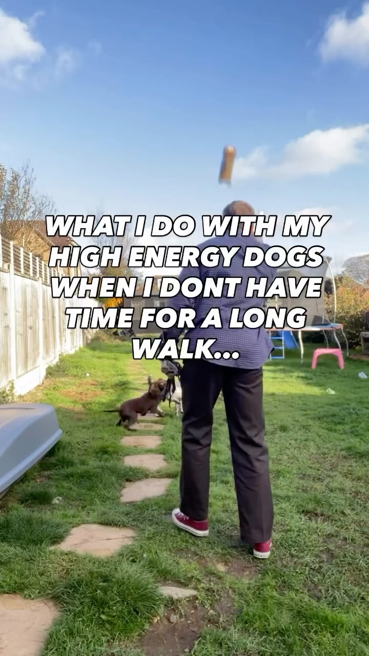 Sometimes life happens and you can’t take your dog out on a long walk one day
Here is what I do with my dogs
20-30 mins of this in the garden leaves them content and snoozing for hours after
In many ways this is more exhausting to them then just going for a walk
#chalfontstpeter #chalfontstgiles #gerrardscross #dogwalking #dogwalker🚶🏻♂️🦮💨 #seergreen #beaconsfield #dogtrainer #dogtraining #spaniels #gundogs #workingdogs #labrador