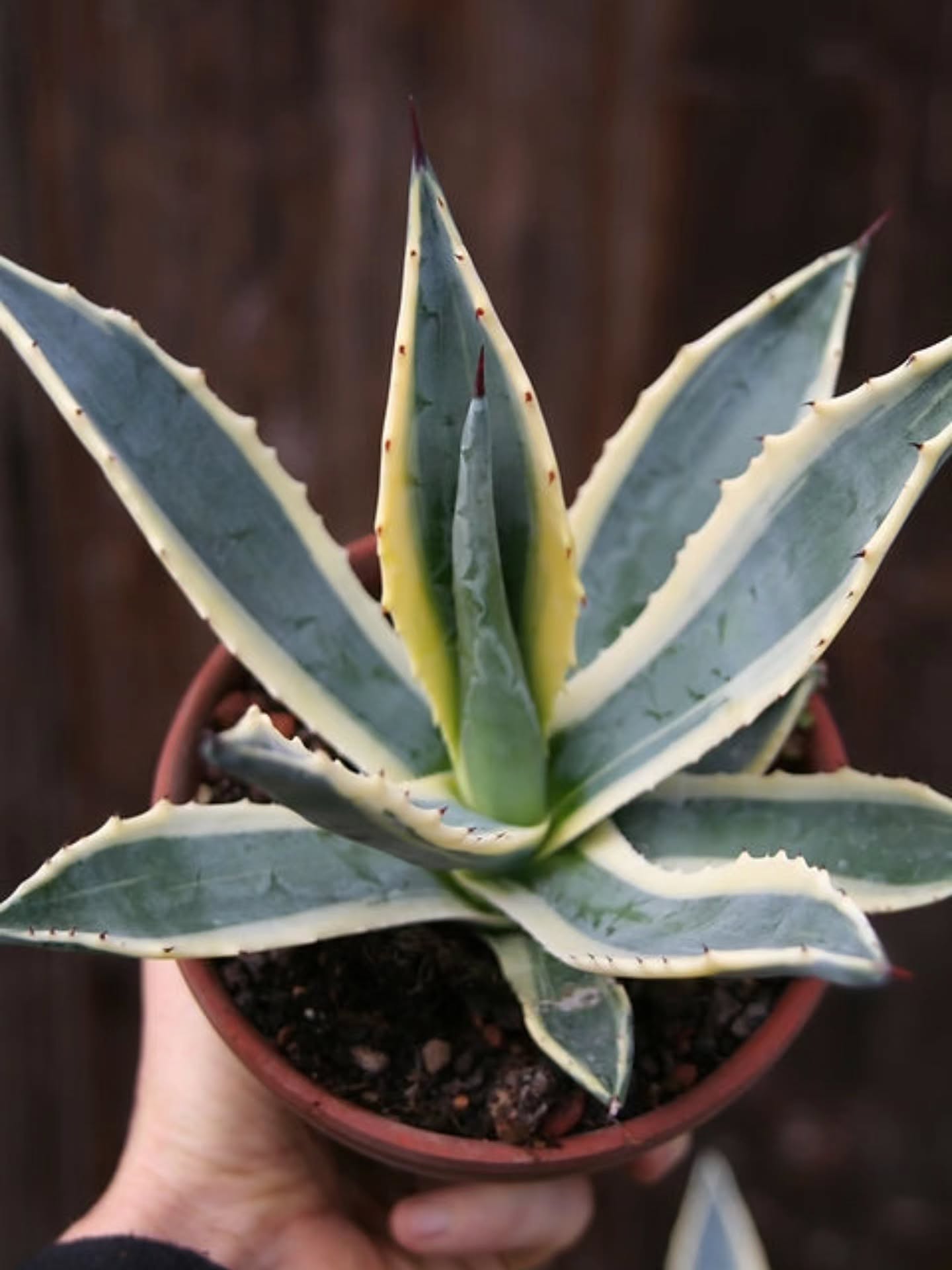 An einem vor Regen geschützten Plätzchen ist diese zwei farbige Agave americana variegata bei uns winterhart.
Es sind noch einige Exemplare im Shop erhältlich.
#GasteriaAmericanaVariegata
#Gasteria
#VariegataLiebe
#SukkulentenRarität
#SukkulentenSammlung
#PflanzenSchönheiten
#Zimmerpflanzen
#Pflanzenliebe
#kaktusgaertnereiimbuechibärg