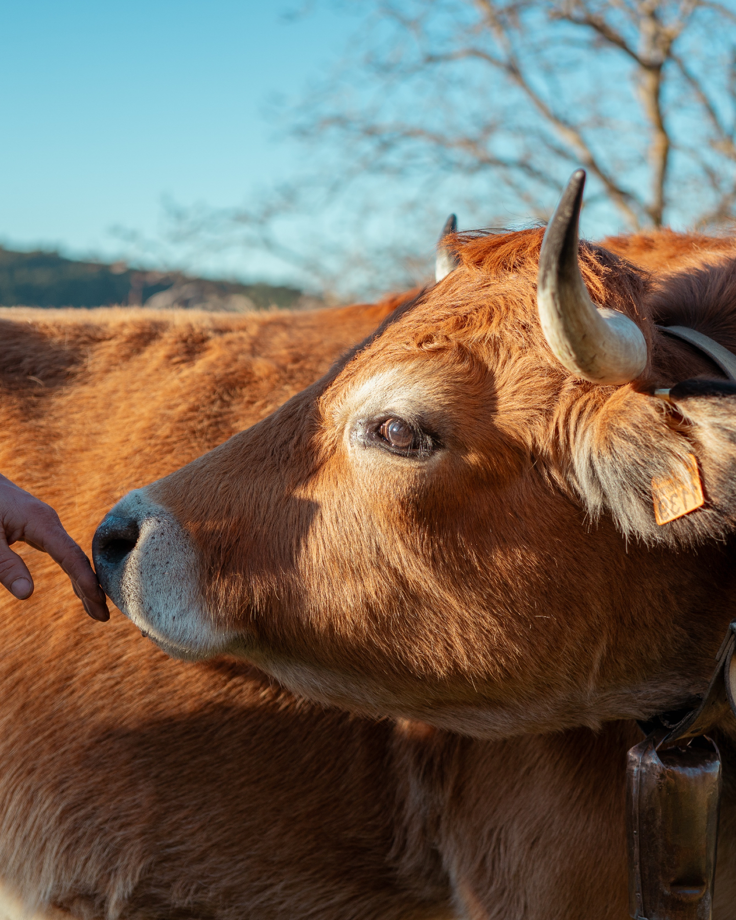🐄 Hay una conexión especial que no se explica, se siente.
Quien pasa tiempo con vacas lo sabe: son animales tranquilos, curiosos y muy sensibles. 💛
Reconocen las voces, recuerdan rostros y crean vínculos reales con quienes las cuidan.
En Robres, convivir con ellas cada día nos enseña a respetar sus ritmos, entender sus emociones y valorar su calma.
#carniceriarobres #carniceriaecológicarobres #ganaderíaextensiva #km0 #transhumancia