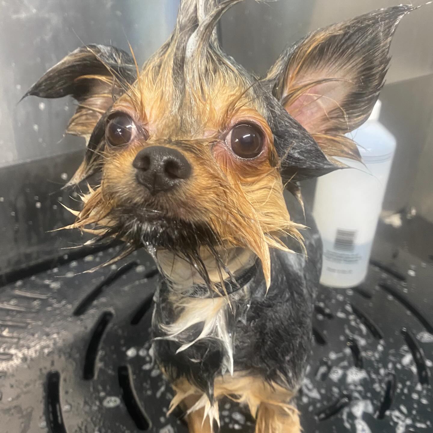 Oh Teddy 🤭🐶
Before, during and after 🥰 🎄