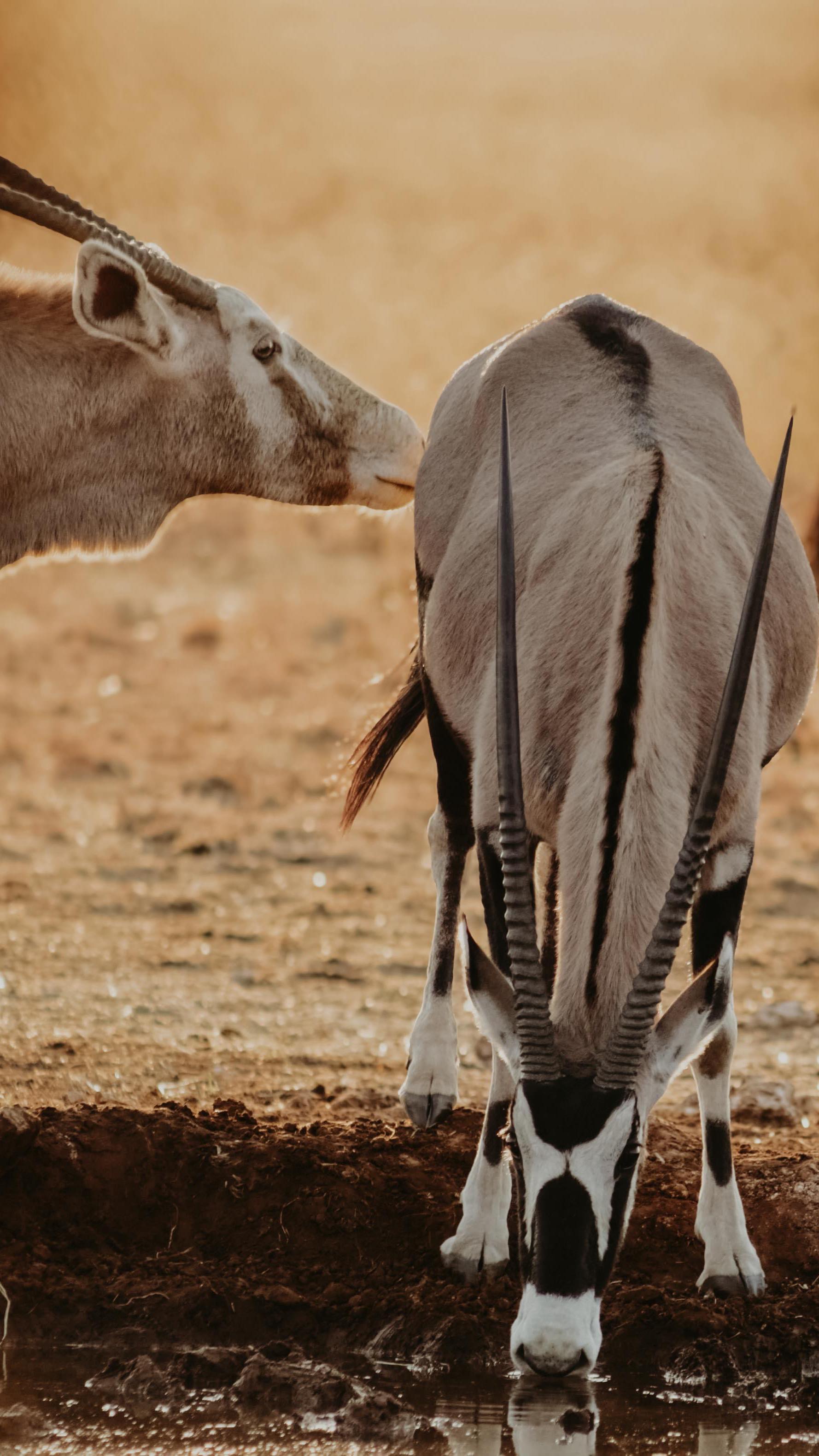 An intimate yoga & wildlife retreat in Africa.
15–20 February 2026. 🌙🦒🐾
Daily yoga, game drives, deep rest, and space to reconnect — in a setting few people ever experience.
Register your interest to receive full details and availability.
#yogaretreat
#wildliferetreat
#yogasafari
#southafrican
#travelshorts