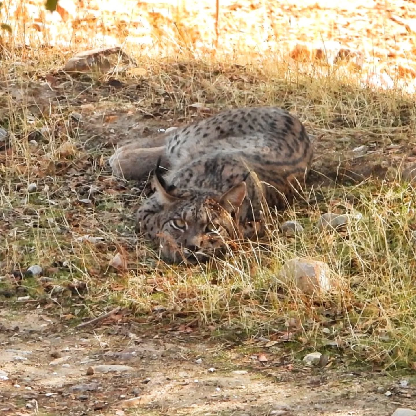 🇬🇧 Today we celebrate International Iberian Lynx Day!
And we can say it loud and clear: as a society, we’ve already won.
We’ve witnessed how a species once on the brink of extinction is walking proudly through our landscapes again. Its recovery is a collective achievement: scientists, organizations, institutions, and every person who believed that nature deserves a second chance.
But there’s still work to be done. The Iberian lynx still needs protection, safe habitats, and more people willing to fall in love with it and help secure its future.
If you want to experience the magic of seeing the lynx in the wild, we still have a few spots left for this Christmas.
And if you love planning ahead… you can already book your 2026 tour.
Live the experience and become part of its story.
www.lyncisecoturismo.com
lyncisecoturismo@gmail.com
(+34) 603 90 74 35
🇪🇸 ¡Hoy celebramos el Día Internacional del Lince Ibérico!
Y podemos decirlo alto y claro: como sociedad, ya ganamos.
Hemos visto cómo una especie que estuvo al borde de desaparecer vuelve a caminar con fuerza por nuestros montes. Su recuperación es un logro de todos: científicos, asociaciones, administraciones, y cada persona que ha creído que la naturaleza merece una segunda oportunidad.
Pero todavía queda trabajo por hacer. El lince ibérico sigue necesitando protección, espacios seguros y más ojos que se enamoren de él para seguir defendiendo su futuro.
Si tú también quieres disfrutar de la magia de ver al lince en libertad, aún nos quedan huecos para esta Navidad.
Y si te gusta planificar con tiempo… ya puedes ir reservando tu tour para 2026.
¡Vive la experiencia y conviértete también en parte de su historia!
#safarisguiados #observacionlinceiberico #SierraMorena
