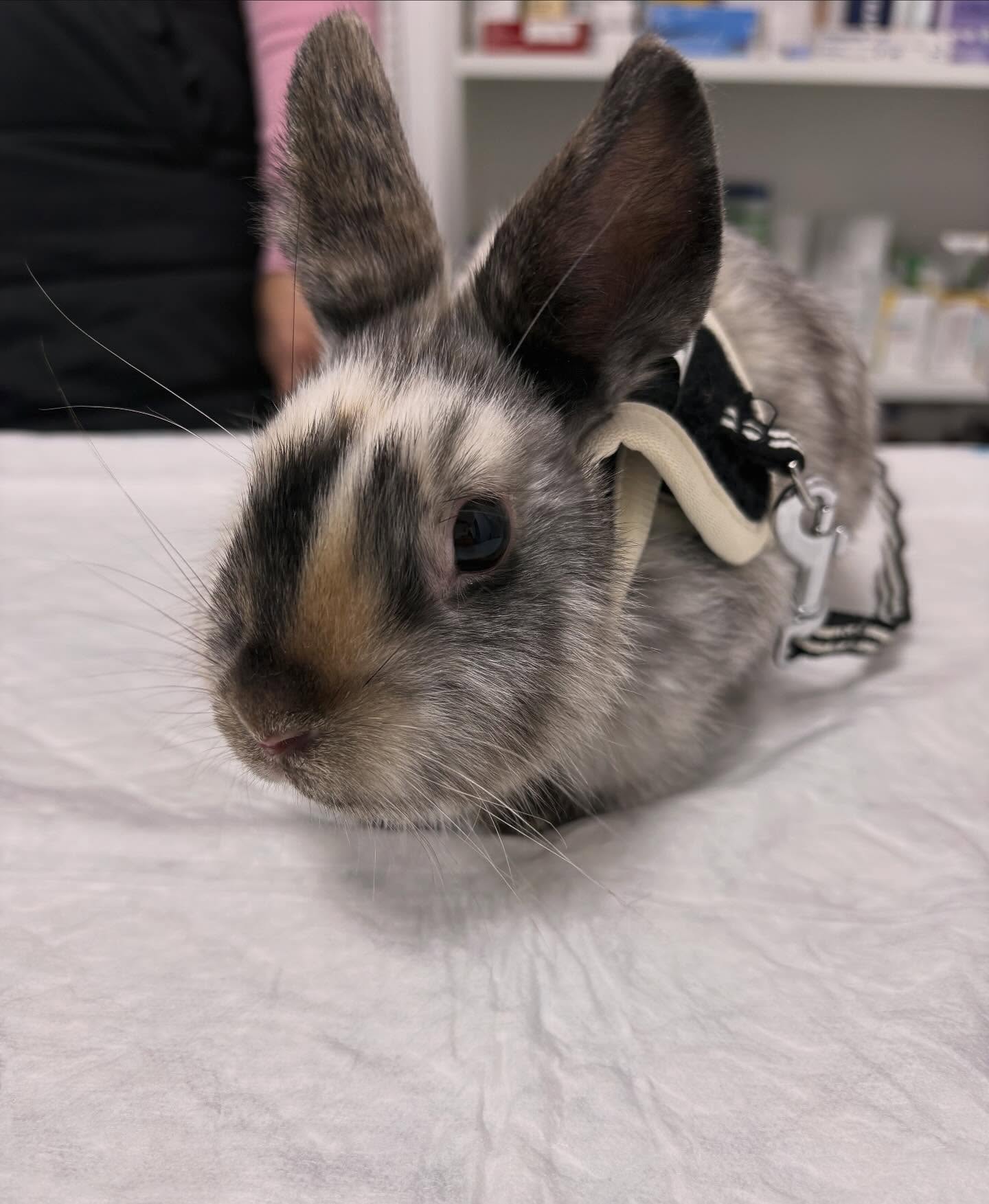 🐰✨ Nube va vindrer a revisió i a la vacuna anual. Sabieu que els conills també es poden vacunar?
Els conills són animals de companyia sensibles i necessiten vacunes anuals per a mantindre’s sans.
🦠 Malalties que prevenim:
• Mixomatosi → Transmesa per mosquits i puces. Molt greu.
• RHD1 i RHD2 → Malaltia vírica hemorràgica. Contagiosa i sovint mortal.
📅 Quan vacunar?
• A partir de 6–8 setmanes.
• Record anual sempre.
• En zones amb molts mosquits, el/la veterinari/a pot recomanar reforços.
🏡 Com protegir-lo més?
• Tindre’l en espais nets i segurs.
• Evitar insectes.
• Revisió anual amb el teu veterinari.
👉 La vacunació és la millor manera de cuidar del teu conill i donar-li una vida llarga i feliç.