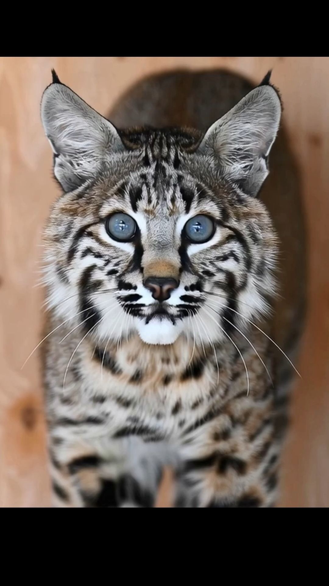 WERC still needs to build the new 25-foot bobcat enclosure at our site. This habitat will safely house multiple bobcats at different stages of development. For decades, WERC has been a leader in innovative bobcat rehabilitation—from our early full-body suit technique to today’s successful peer-raising method. Bobcat intakes have increased steadily, and we now receive calls every year. To give these kittens the space, enrichment, and natural environment they need to learn to hunt, hide, and thrive, this new enclosure is essential. With 2X matching your dollars will help WERC get the bobcat enclosure constructed! Donate here https://werc.kindful.com/?campaign=1391816