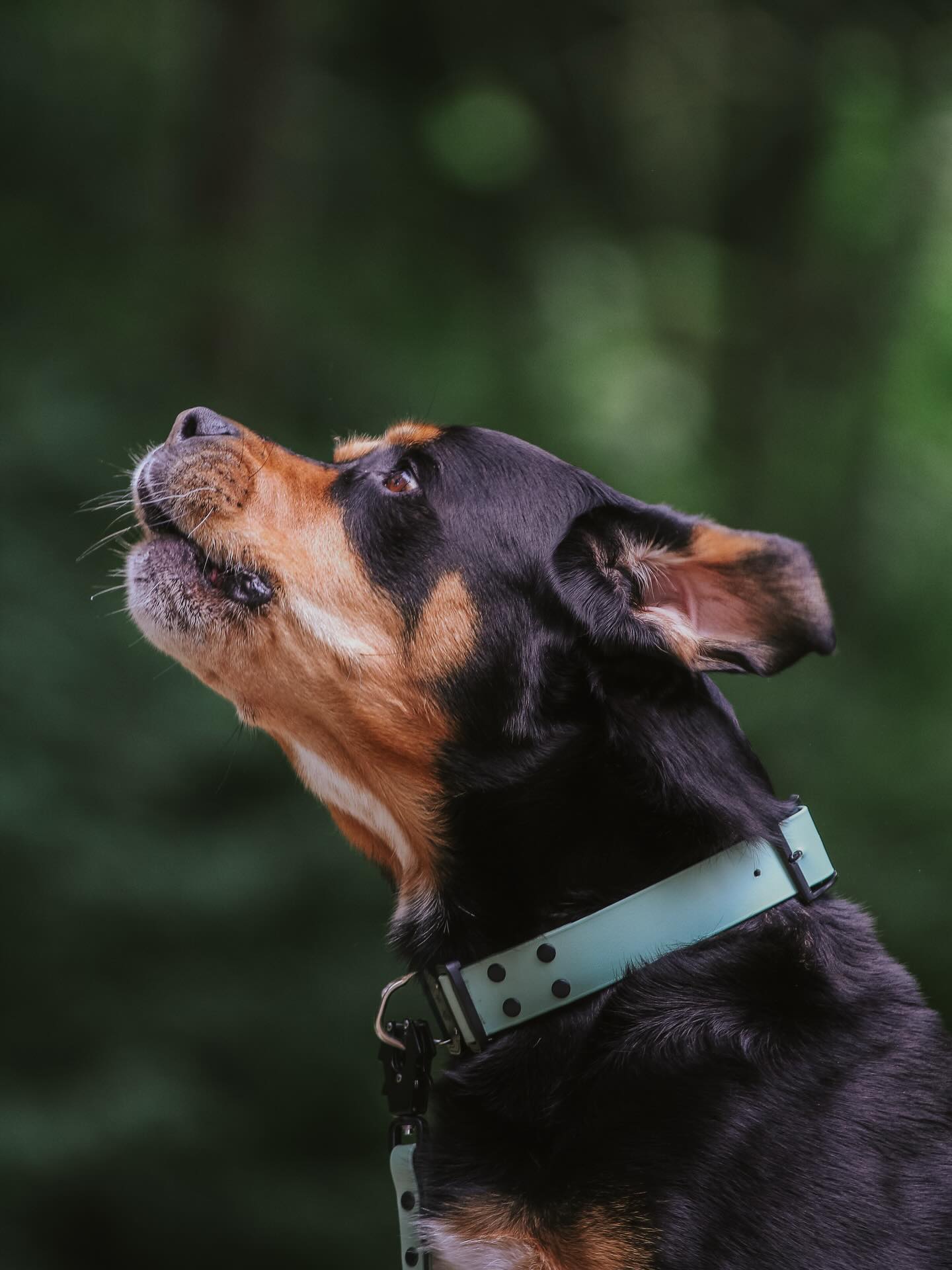 @train.with.zeus Zeus and his Sage Forest collar. 😍
#DogLovers #BiothaneCollars #DogLeashes, #PetAccessories #DurableDogGear #AdventureDogs #WaterproofDogGear #CustomDogCollars #OutdoorDogs #DogGear #PetLovers #BiothaneLeashes #activepets #dog @paracord.eu #dogsofinstagram #biothane #doglife #dogcollar