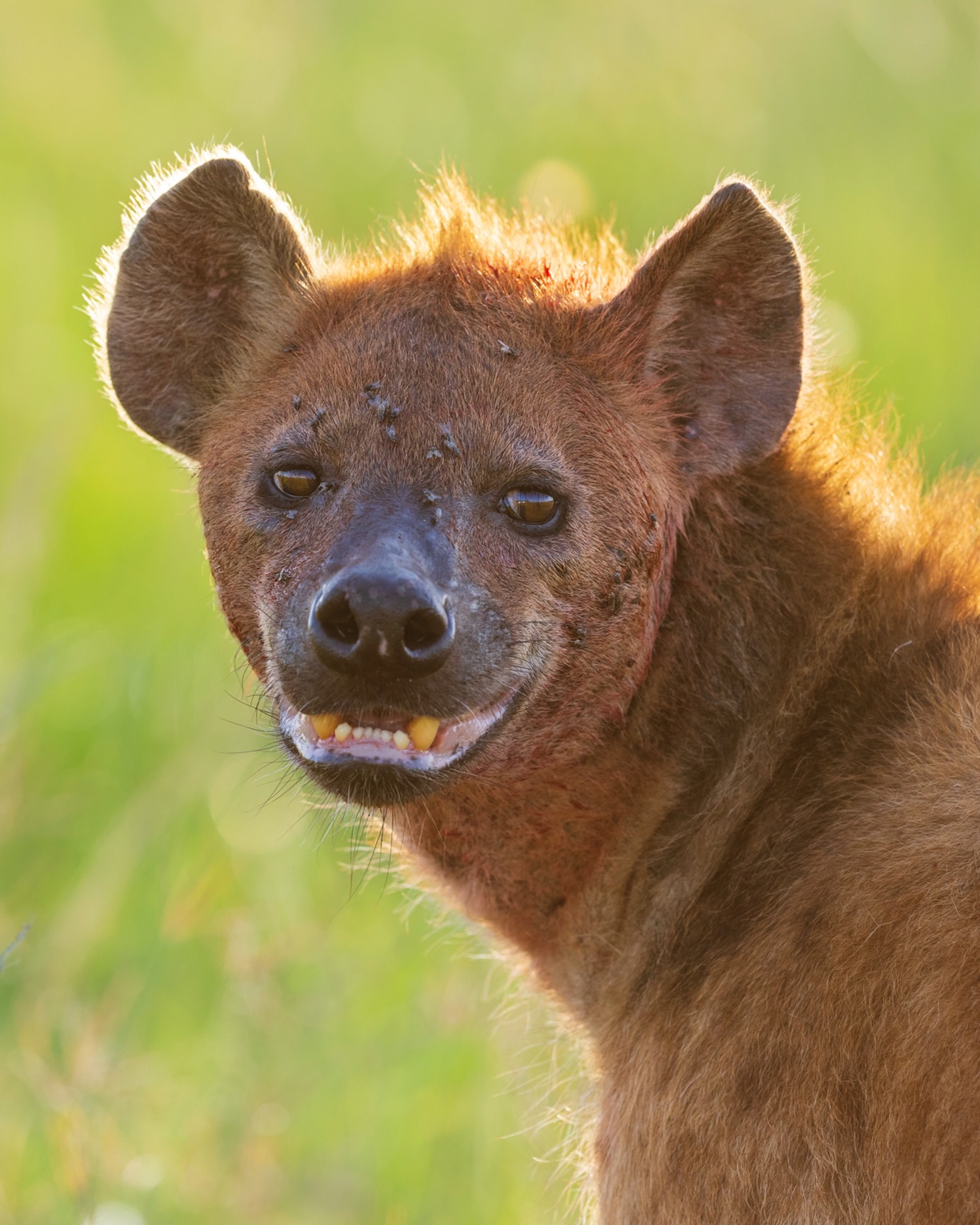 I thought something was up with my white balance settings, until I zoomed in and realized that it’s all blood🩸
☆
Spotted Hyena
☆
#kenya #spottedhyena #hyena #travelafrique #travelafrica