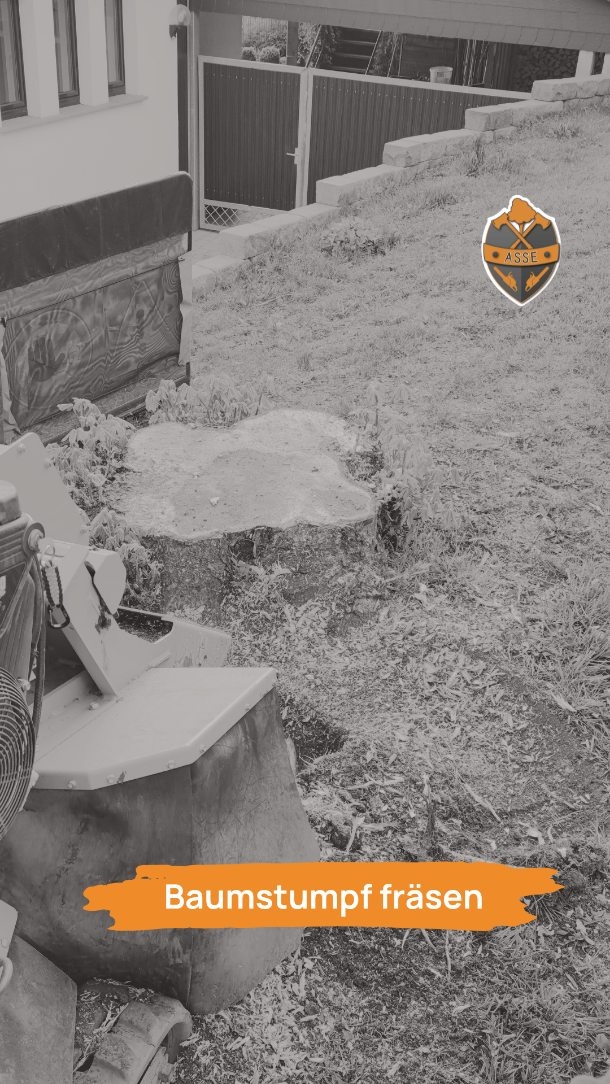 Komplett- von der Fällung bis zum Wurzel fräsen✅
Du hast auch noch einen Baum oder Stumpf der stört?
Dann meld dich für einen kostenlosen Besichtigungstermin 📞📧
www.baumdienst-asse.de
Baumfällung| Wurzelentfernung|Stubbenentfernung
#baumfällung #landschaftspflege #baumstumpffräse