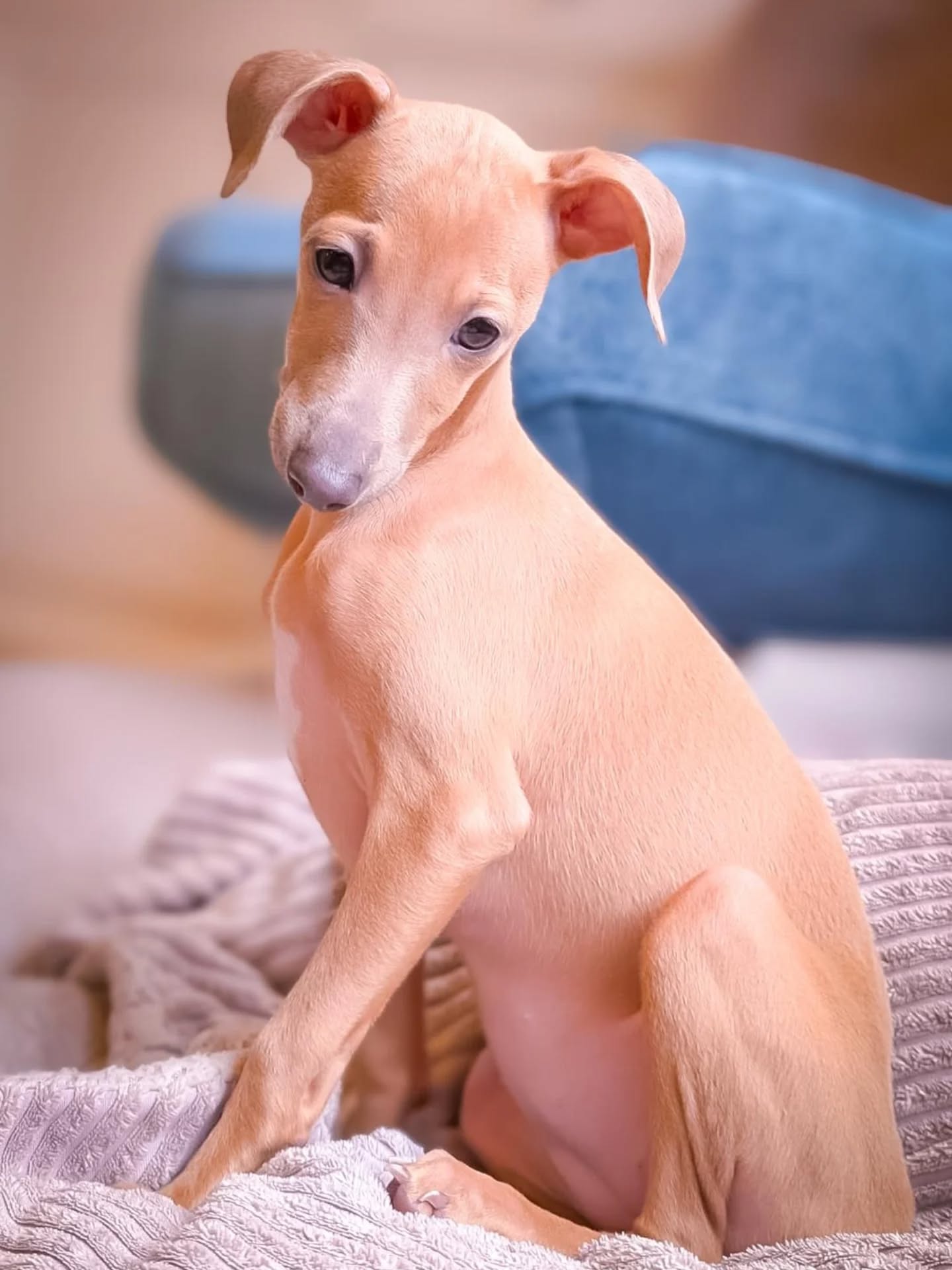 B Welpen 💞
#italiangreyhoundlovers #breeding #vdh