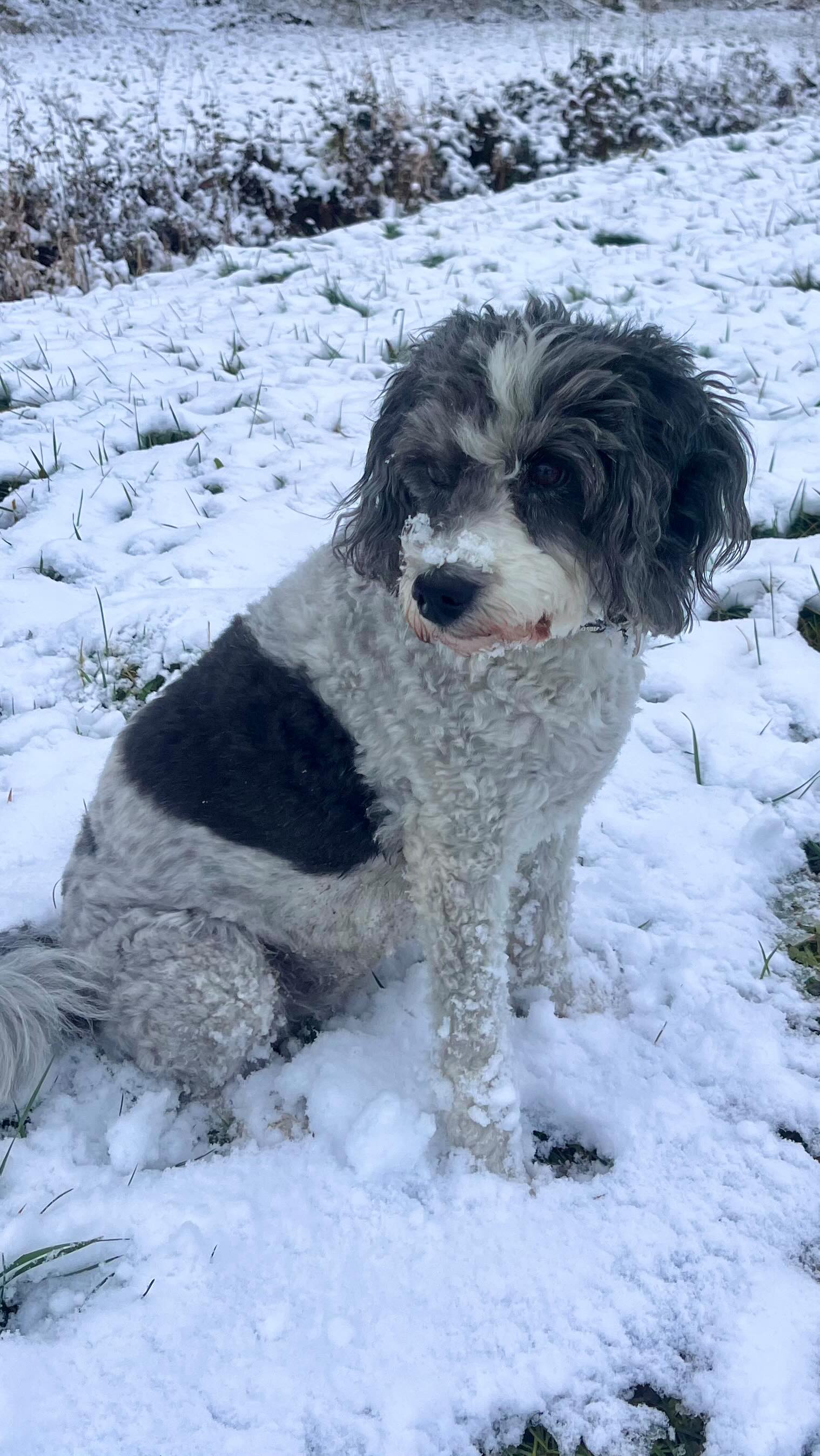 13 Jahre Lilly!
So dankbar, dass diese fröhliche Hündin vor fast 13 Jahren in unsere Familie gekommen ist. ❤️
Auf viele weitere gemeinsame, glückliche Jahre! 🐾✨
#hundeliebe #birthdaypup #fellnase