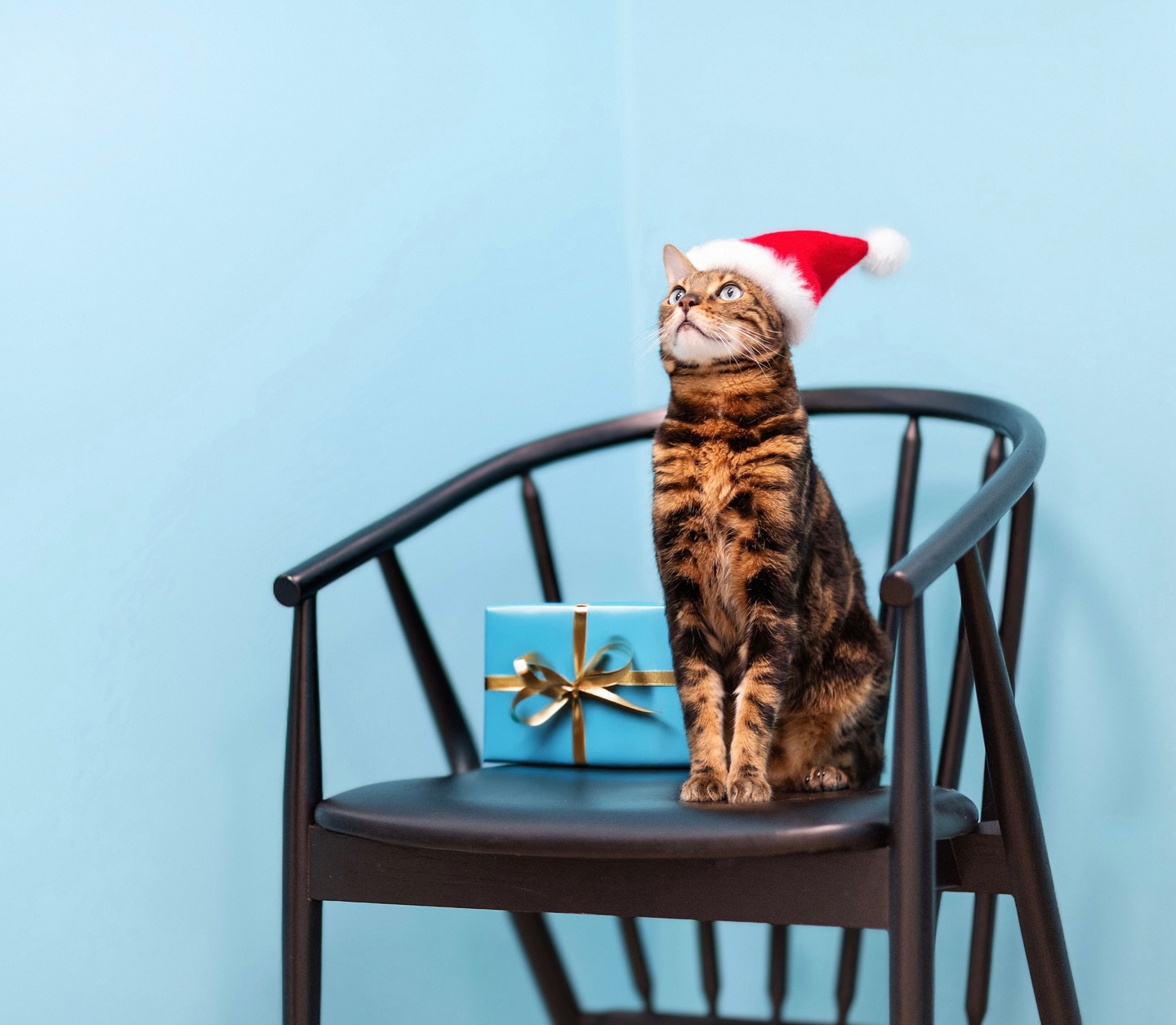 ✨ AUTETAAN YHDESSÄ PAREMPI JOULU KODITTOMILLE ELÄIMILLE ✨
Tänä vuonna perinteisen Lillvet joulukalenterin sijaan haluamme keskittyä hyväntekeväisyyteen! Kannustammekin nyt kaikki meidän mukaan lahjoittamaan parempaa joulua niille eläimille, jotka viettävät sen tänä vuonna eläinsuojeluyhdistyksen hellässä huomassa mutta ilman omaa perhettä tai vielä yksin ulkona, kuitenkin ehkä pian jo lämpimässä ja turvassa.
Lahjoituksellasi voit tarjota paremman elämän monille pienille paleleville tassuille, kylmästä kipristyneille korvalehdille ja nälkäisille vatsoille. Pienikin apu auttaa ja mahdollistaa jatkossakin vapaaehtoisten toiminnan eläinsuojeluyhdistyksissä! ❤️
NÄIN VOIT AUTTAA:
🩵 Jaa tätä julkaisua Facebookissa! Myös Lillvet kantaa kortensa kekoon tänä vuonna ruokalahjoituksien merkeissä, joten jokainen jako on avuksi! Lahjoitamme jokaista 100 jakoa kohden 10kg ruokaa meidän kanssa yhteistyössä toimiville eläinsuojeluyhdistyksille.
🩵 Lillvet klinikoilla voit lahjoittaa rahaa suoraan alla olevien yhdistysten omalle asiakastilille, joilla katetaan yhdistyksen hoidossa olevien eläinten eläinlääkärikuluja.
🩵 Lahjoita suoraan yhdistystoimintaan!
Pirkanmaan Eläinsuojeluyhdistys: https://pesu.org/wp/miten-voin-auttaa/lahjoita/
Alavuden seudun eläintiimi: https://www.elaintiimi.fi/lahjoita
Kissojen Katastrofiyhdistys: https://mesenaatti.me/4095/_/
Hätäkissala Jaatinen: https://www.facebook.com/share/17tKstHX9z/?mibextid=wwXIfr
Kissankulma: https://www.kissankulma.com/