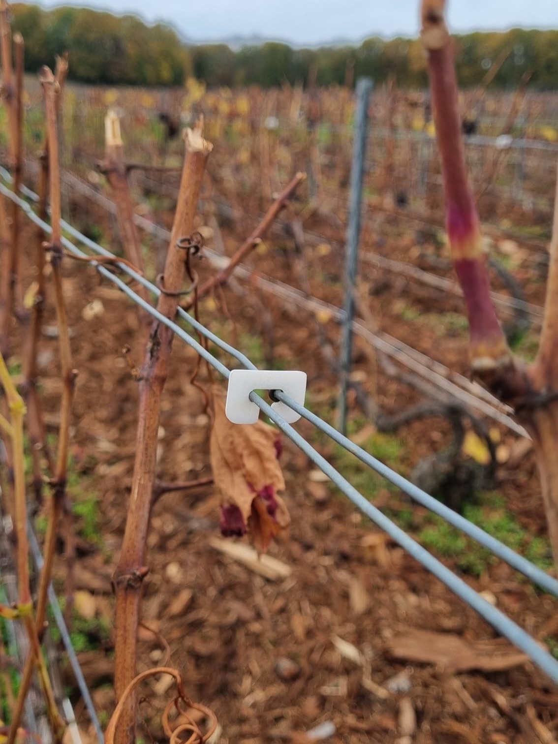 En Champagne, les agrafes jouent un rôle discret mais essentiel : elles maintiennent les fils de palissage, qui soutiennent les ceps et guident la croissance de la vigne. 🍇
Une fois l’aoutement terminé (durcissement et coloration des rameaux après les vendanges), nous retirons ces agrafes afin de faciliter le tirage des bois lors de la taille.
#vignes #champagne #vigneschampagne #champagnebrassart #agrafesvignes