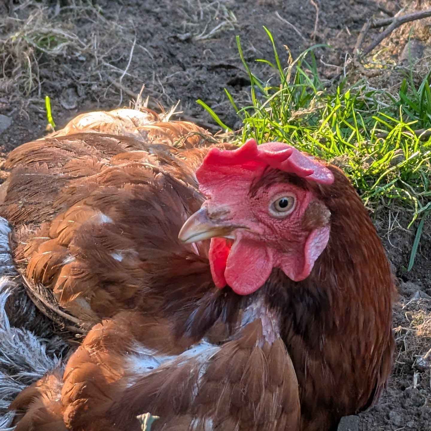 💔 unfortunately our lovely little rescue chicken Dotty passed away. At least she got to experience the great outdoors for a little while.
She brought us so many smiles, and our little flock won’t be the same without her.
Fly high, little one. 🕊️🐔
#lowerwillsworthy
#chickensofinstagram #sad #animallovers❤️ #chickensaspets