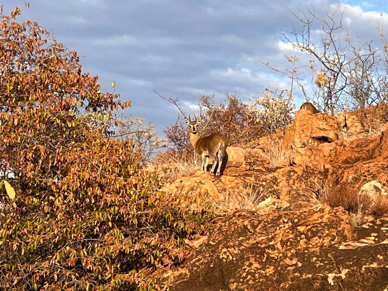 Seeing these remarkable little antelope is always a treat. The Klipspringer, a proud member of the Tiny Ten, offers an exciting and rewarding hunt—full of challenge, charm, and unforgettable moments on the rocks. #hunt #huntingseason #hunting #tinyten