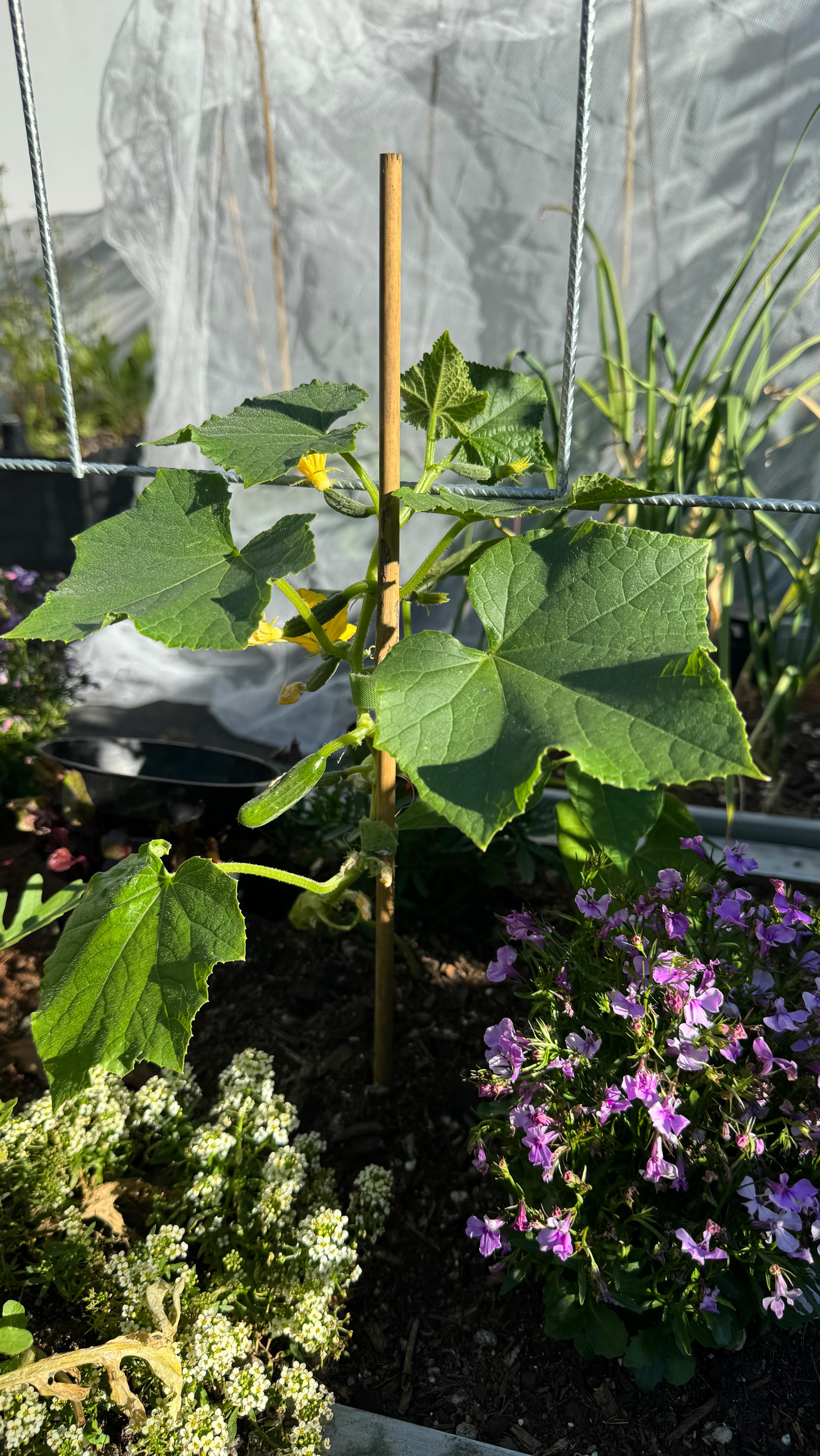 Growing cucumbers vertically is honestly the easiest small-space hack in the veggie patch. When they’re young and not grabbing on with their tendrils yet, I just guide them up the frame with Velcro plant tape. Cut, wrap, done. It’s reusable, it’s fast, and it keeps your plants climbing in the garden & on the growing frame.
#gardeningtips #gardeninghacks #verticalgardening #smallspacegardening #verticalcucumbers #NZgardening