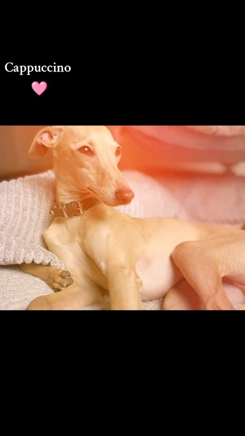 Cappuccino
Eros la storia del vento
#italiangreyhoundlovers #vdh #puppy