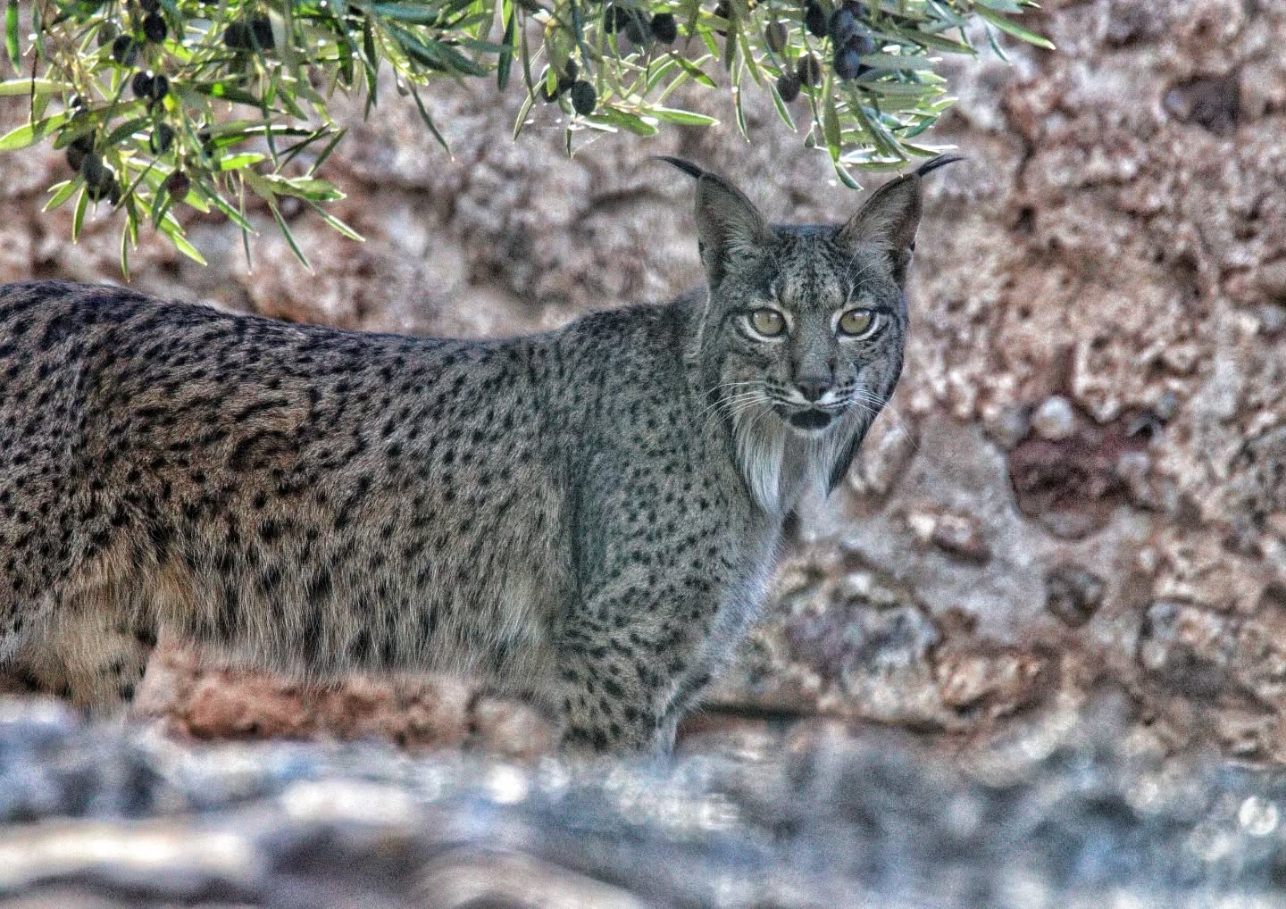 🇬🇧 Amid olive groves and mountain landscapes, our participants enjoyed an unforgettable wildlife watching and photography safari yesterday.
Throughout the day, we were able to observe a wide range of species: Iberian red deer, fallow deer, mouflon, wild boar, black vulture, sparrowhawk, little owl, hoopoe, and many others that made the experience truly special.
But the most exciting moment came at midday, when this impressive female Iberian lynx appeared just a few meters away.
A remarkable encounter that reminded us how fortunate we are to see this iconic feline in its natural habitat. 🐾💚
If you’d like to experience this for yourself, guided by knowledgeable local experts, this winter is your chance.
We look forward to exploring the wild side of Sierra Morena with you!
📸 @bangelsutil
www.lyncisecoturismo.com
lyncisecoturismo@gmail.com
(+34) 603 90 74 35
🇪🇸 Entre olivares y montañas, nuestros participantes disfrutaron ayer de un safari de observación y fotografía verdaderamente inolvidable.
A lo largo del día pudimos contemplar una amplia variedad de fauna: ciervo ibérico, gamo, muflón, jabalí, buitre negro, gavilán, mochuelo europeo, abubilla y muchas otras especies que hicieron única la experiencia.
Pero el momento más emocionante llegó a mediodía, cuando esta espectacular hembra de lince ibérico se dejó ver a escasos metros.
Un instante mágico que nos recordó la suerte de poder observar a este felino emblemático en su hábitat natural. 🐾💚
Si tú también quieres vivir esta experiencia, acompañado de guías locales expertos, este invierno es tu oportunidad.
¡Te esperamos para descubrir juntos la naturaleza salvaje de Sierra Morena!