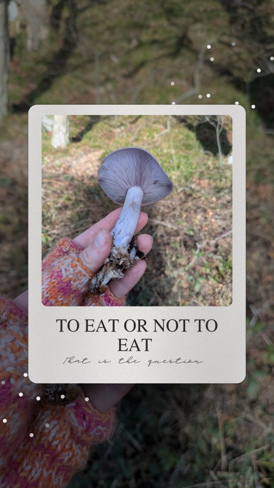 Now I've been known to eat things found in all manner of places 😆🫣 but even I couldn't bring myself to eat these chaps as there was so much evidence of 🐶.
Beautiful blewits left for the critters to enjoy.