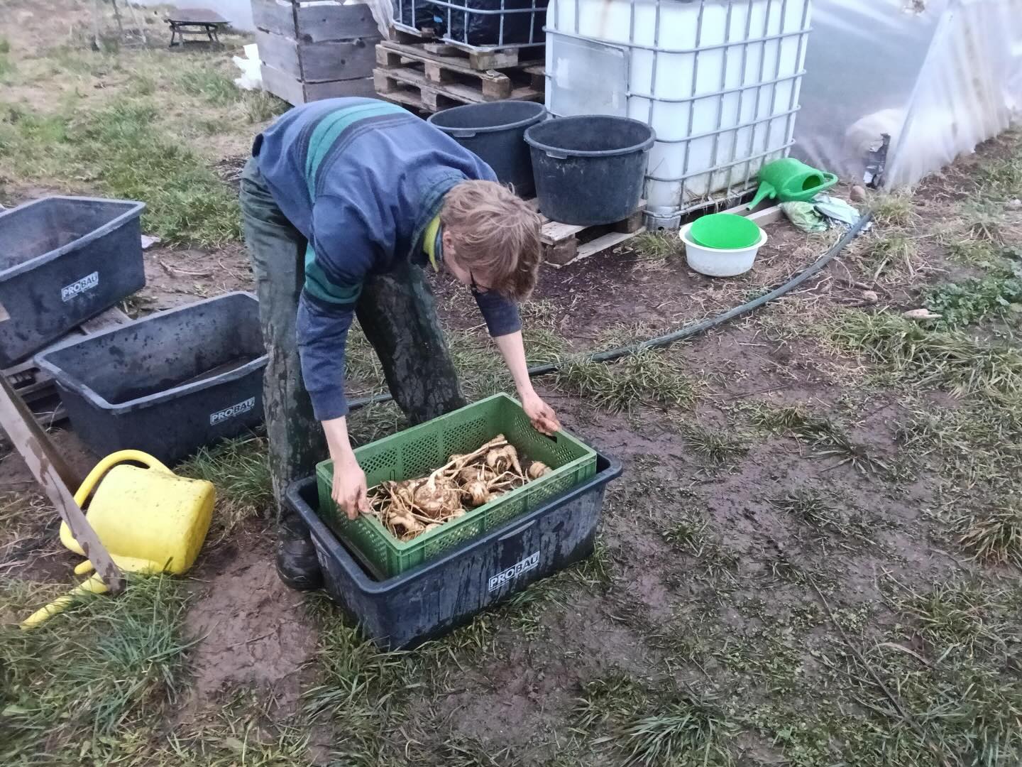 Daniel, unser FÖJler beim Pastinakewaschen. Zum Glück ist es diese Woche auf dem Feld nicht so kalt. #solidarischelandwirtschaft #gemüsekiste #eatlocal #solawi #farmtotable #farmlife #frohlawi #biogemüsekiste #Reinickendorf #hohenneuendorf #stolpe #hermsdorf #frohnau #frischvomfeld #FrischeErnte #pastinake #kaltefinger