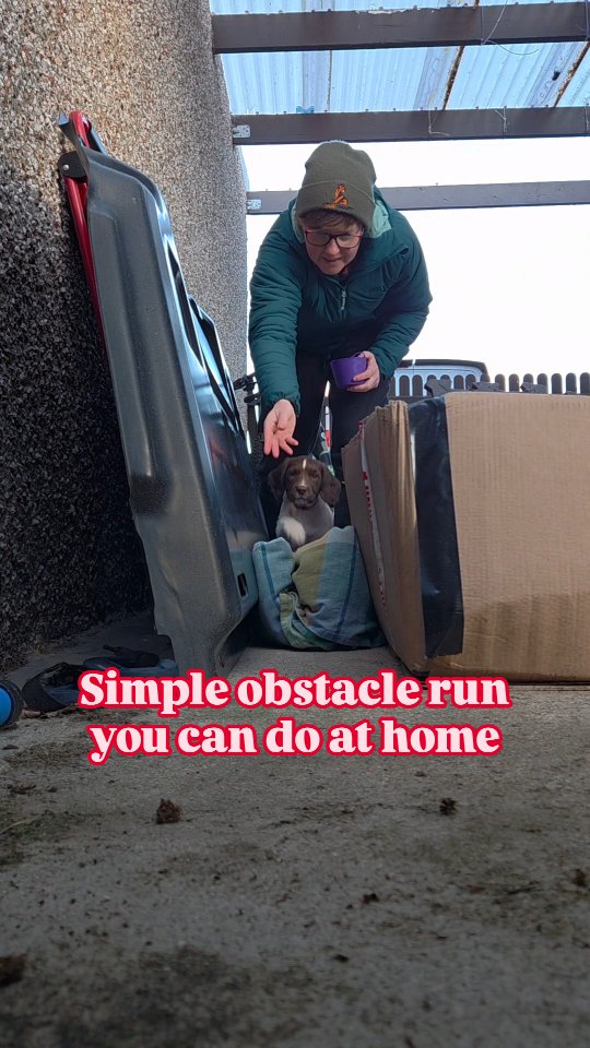 Here is a simple obstacle run you can create for your puppy or dog at home without needing a load of space. This is building confidence to go between tight spaces, over objects, and going away and coming back to you. I used towels to make this nice and soft and easy to go over for Nells puppy legs for now.
#englishspringerspanielpuppy #puppytraining #spanielpuppy #dogtraining #dogsports