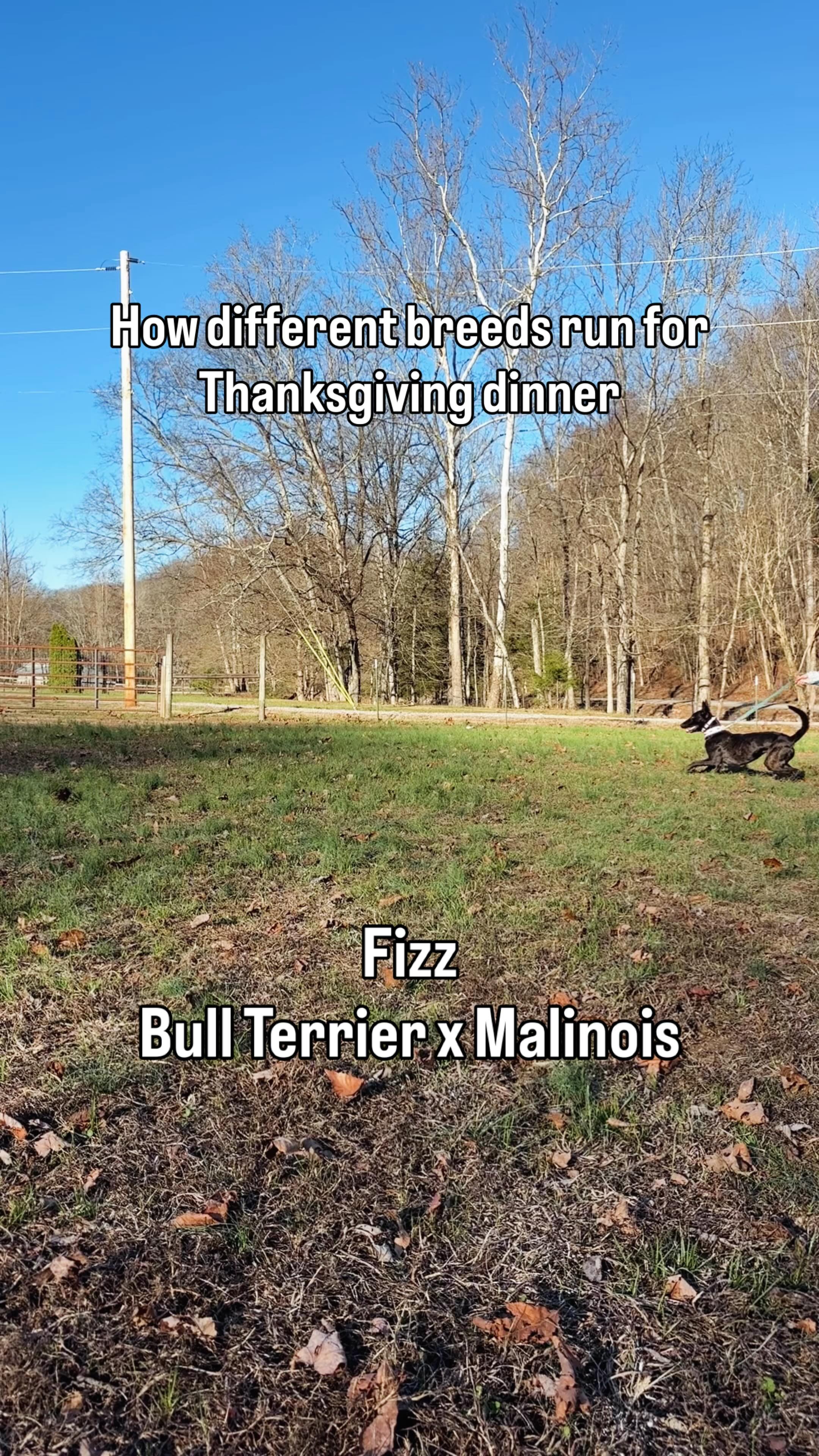 How different breeds run for Thanksgiving dinner 🦃
#FullSendDogs #SprintDogs #DogSpeed #DogAthletes #DogSprint #HighDriveDogs #CanineAthlete #DogSports #WorkingDogLife #DogTrainerLife #DogTrainingFun #DriveBuilding #ExplosivePower #AthleteDogs #DogMotivation #SportDogLife #FitDogs #StrongDogs #DogReels #ViralDogReel #TrendingReel #ExplorePage #DogsOfInstagram #DogLovers #DogContent #PetReels #DifferentBreedsSameGame #GoMode #SpeedTraining #DogObsession