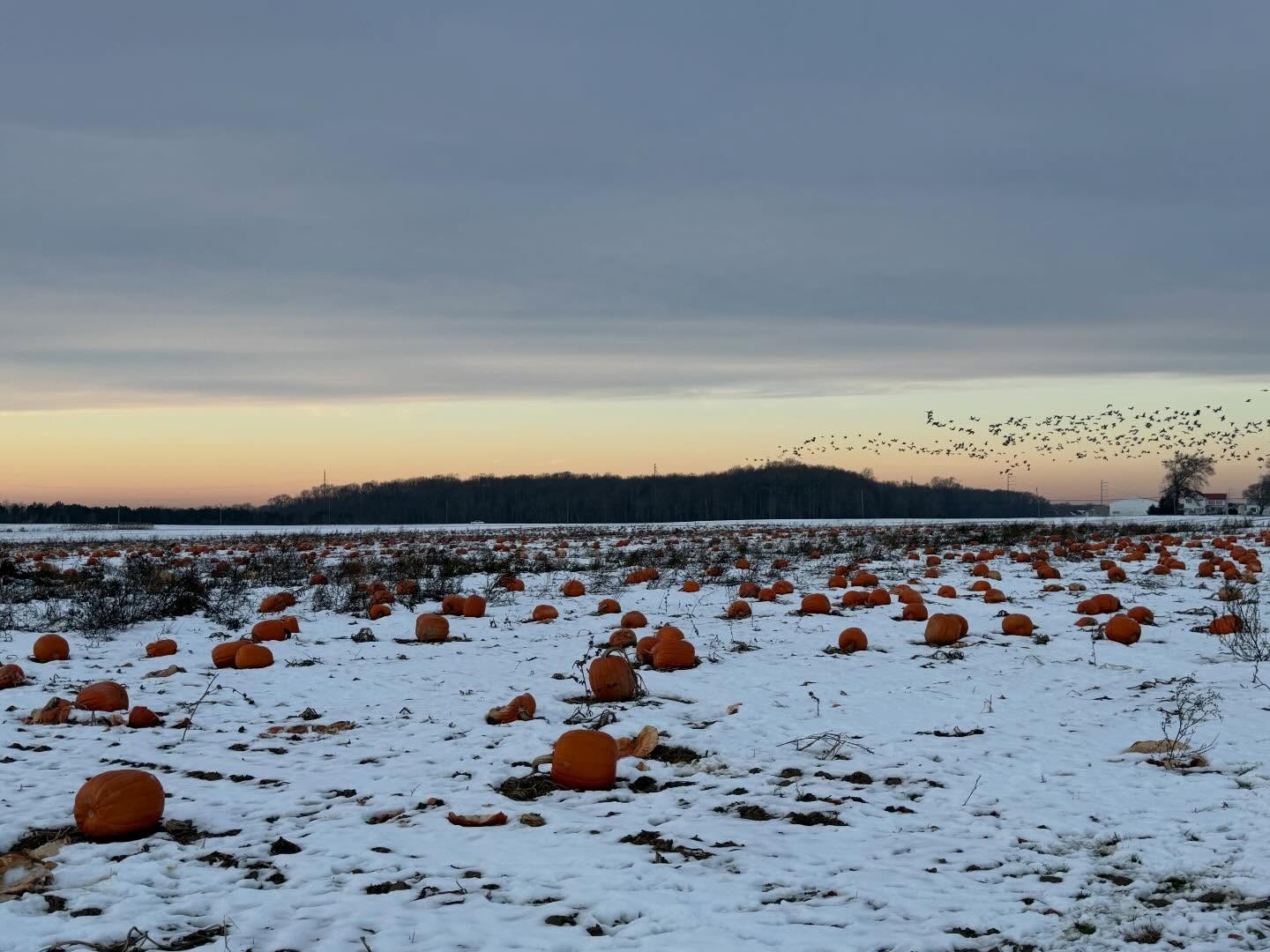 Evening magic on the farm ❄️✨🌅
#Sunset #PickYourOwn #DogFriendly #MonroeTownship #PumpkinPatch #Pumpkins #PumpkinFarm #PumpkinPicking #NewJersey #RedWagonFarm #RedWagonFarmNJ #MiddlesexCounty #NJFun #NJPumpkinPicking #NJPumpkinPatch #NJFamily #FallFun #FarmLife #FallVibes #AutumnAesthetic #FallSeason #PumpkinSeason #OctoberVibes #HelloFall #FallFeels #AutumnVibes #FYP